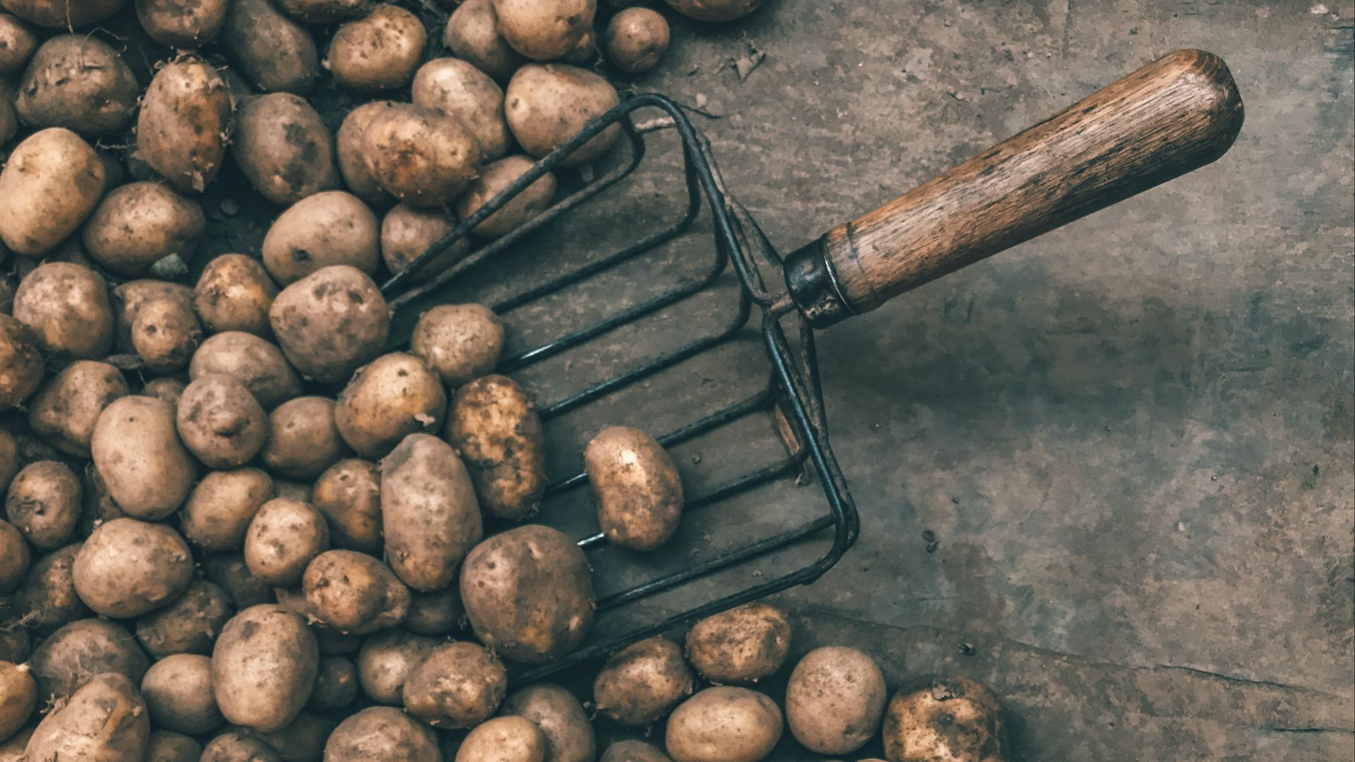 pile of potatoes with shovel
