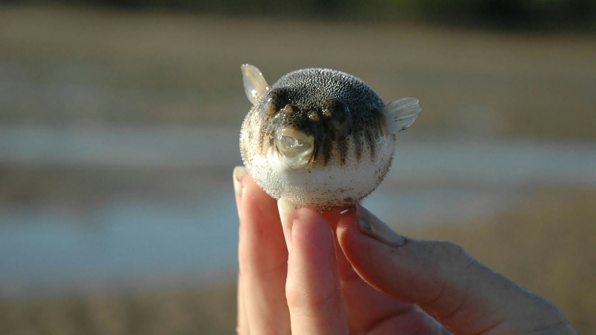 A person holding a small animal in their hand