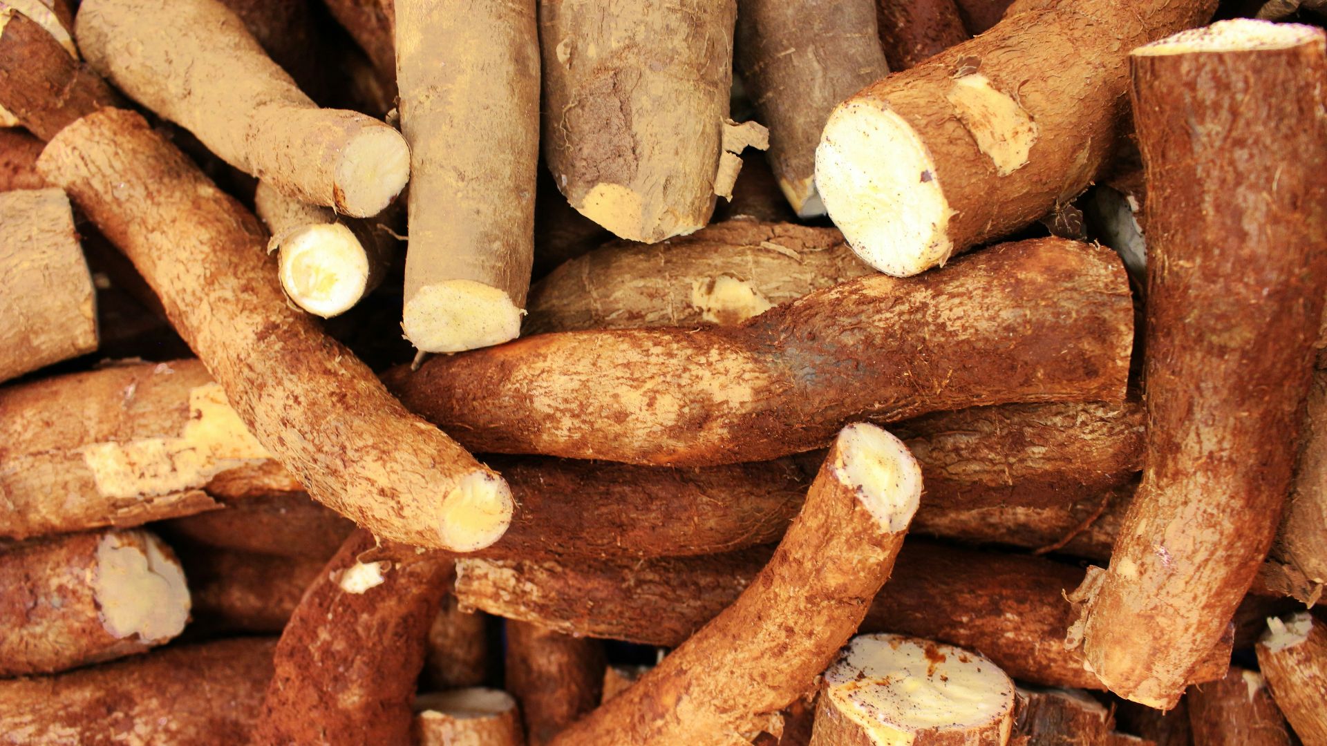 Pile of raw cassava roots