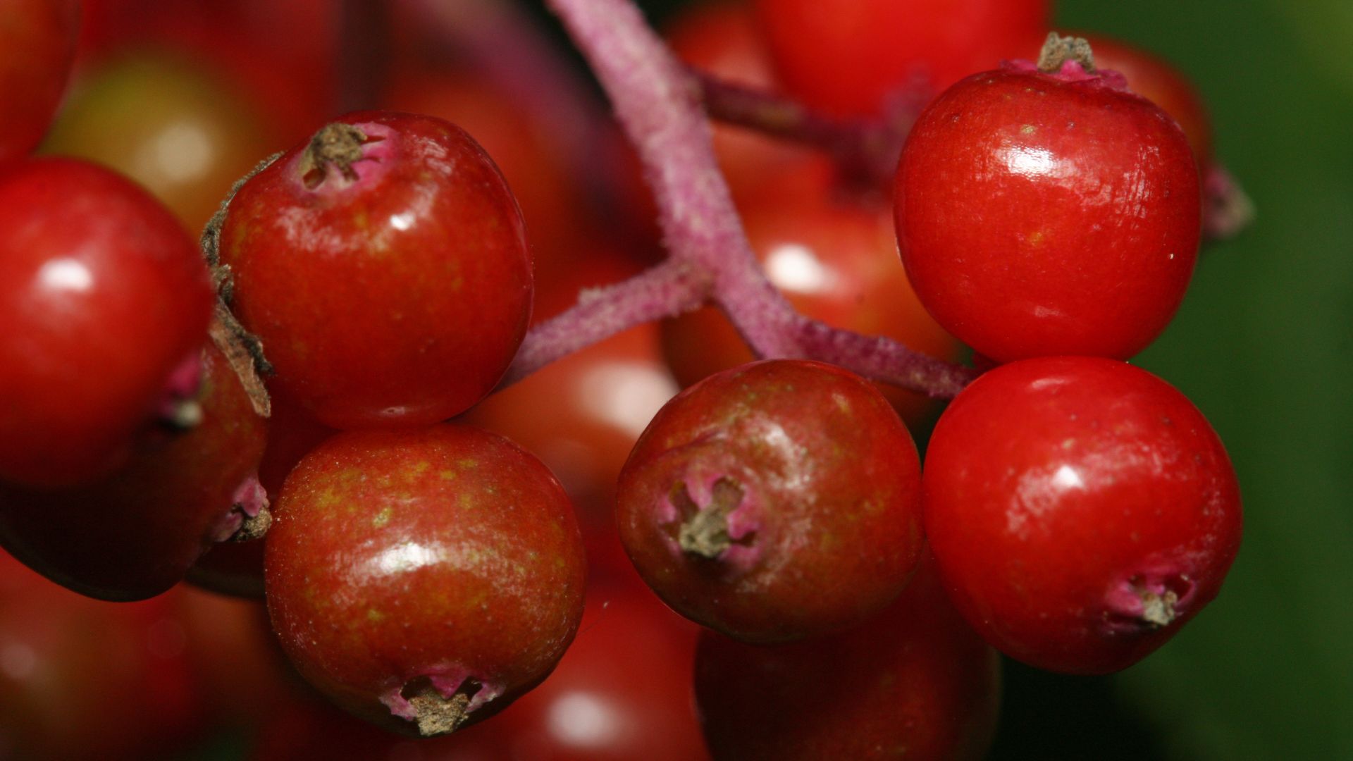 File:Sambucus racemosa 1567.JPG