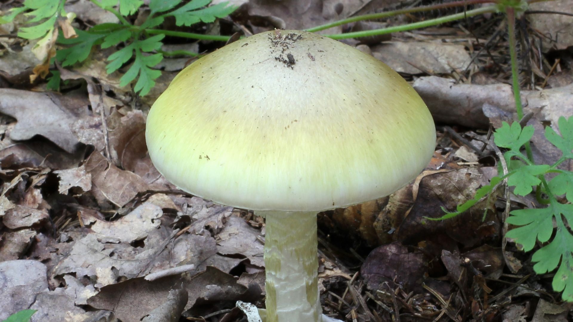 File:Amanita phalloides 2011 G2.jpg