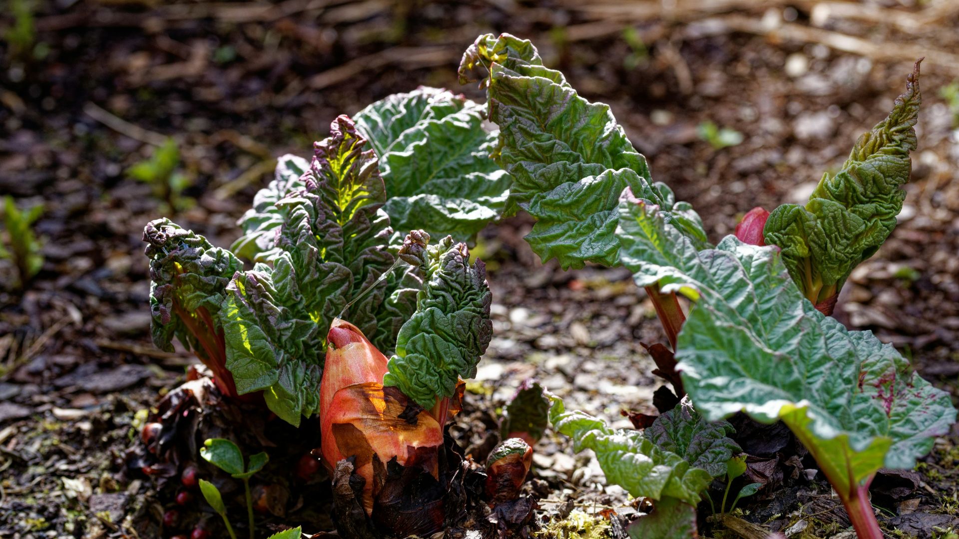 red rose in bloom during daytime