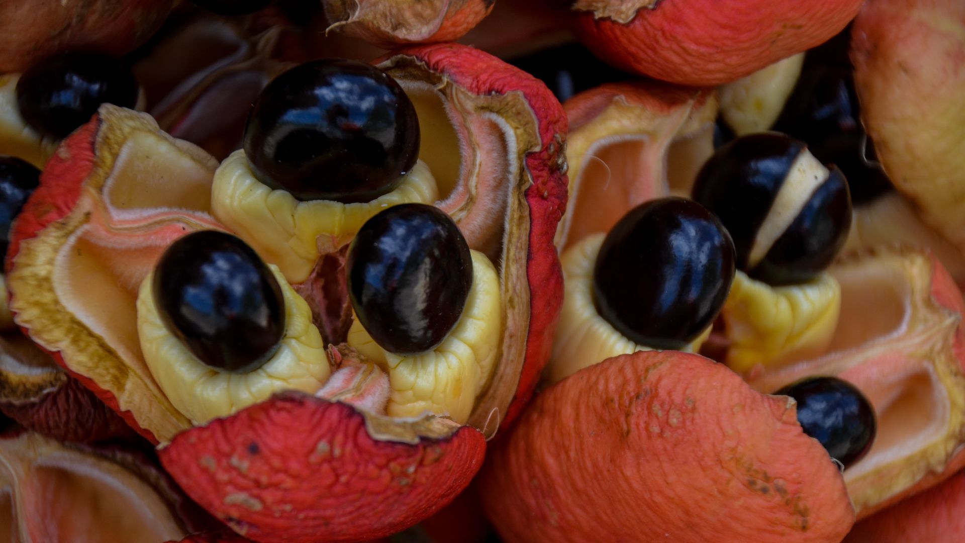 File:Ripe ackee fruit in Jamaica. The white flesh is eaten cooked for breakfast, with salt fish or the like. (33317955982).jpg