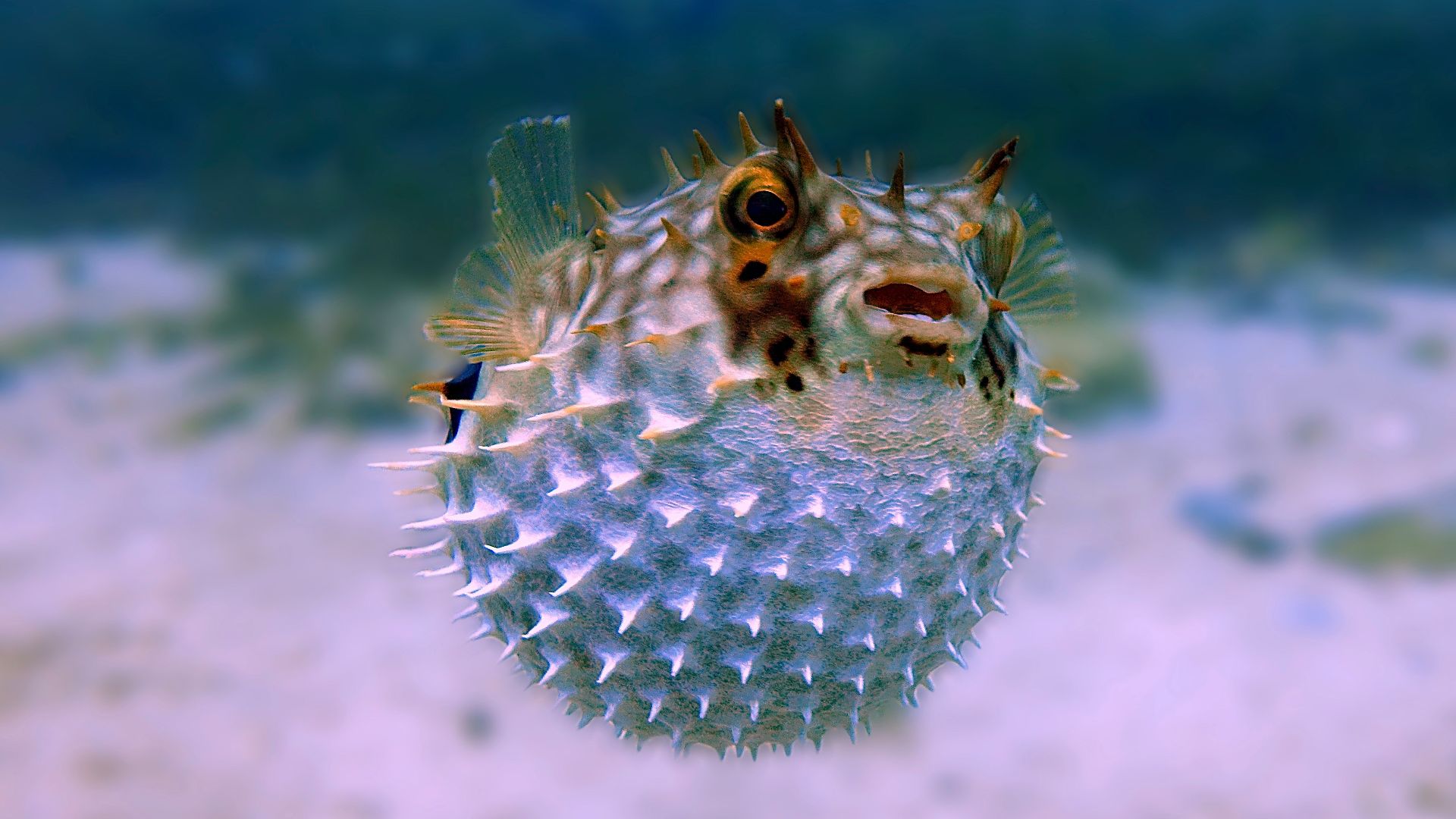 white and brown fish in close up photography