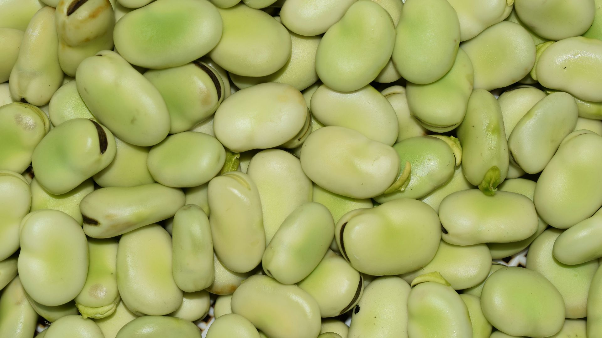 green round fruit in close up photography