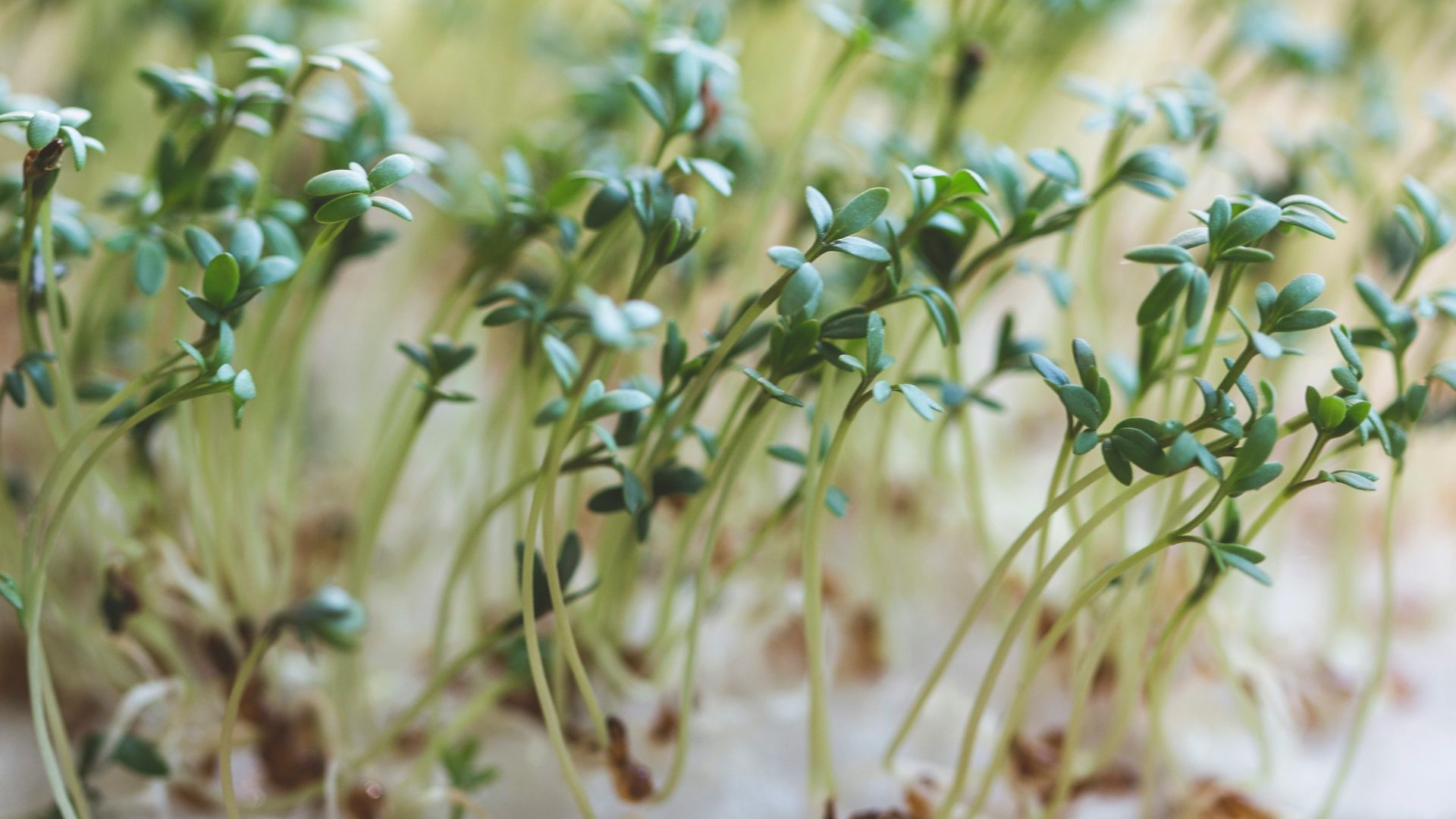 green plant on brown wooden table