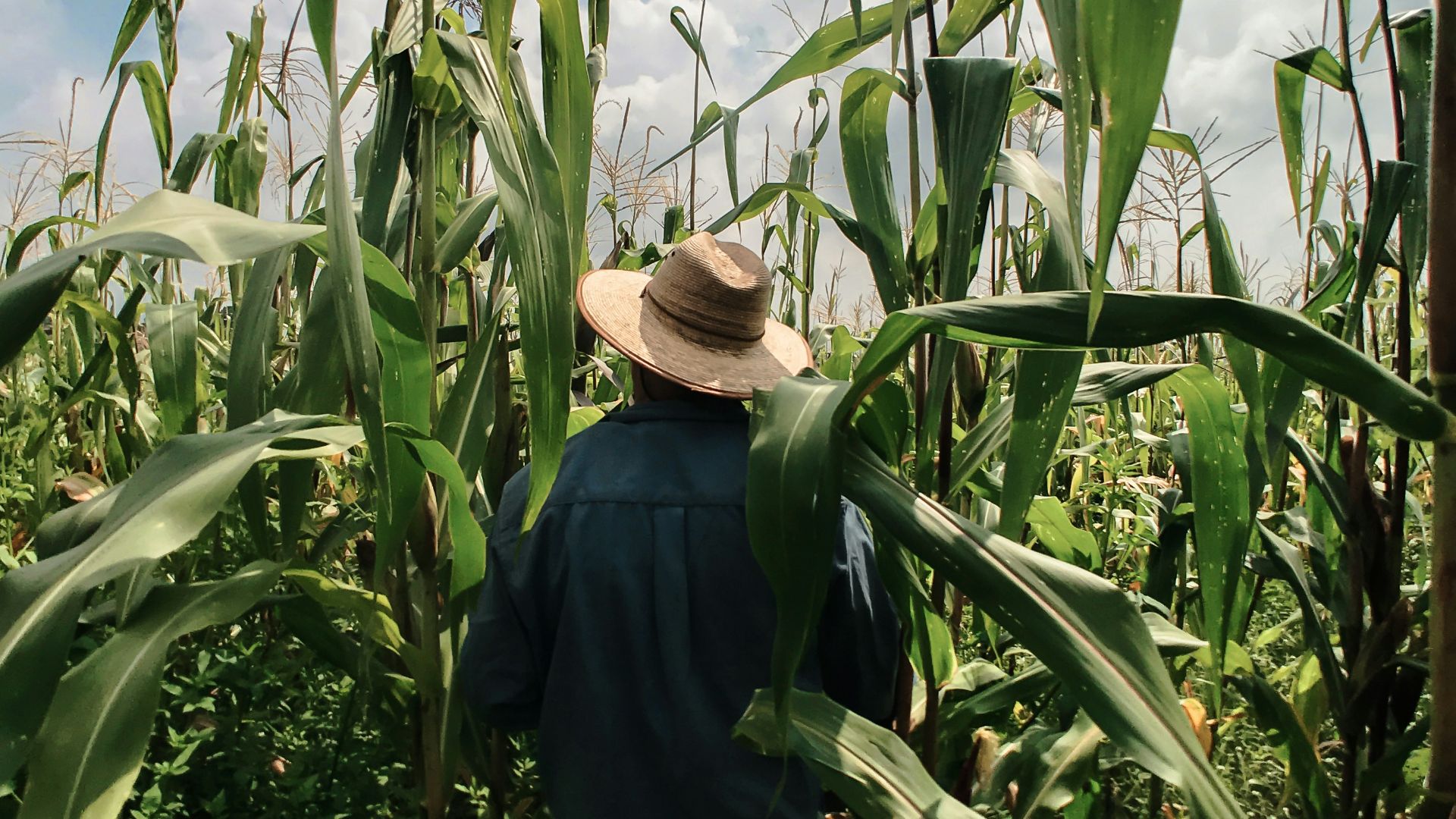 woman in blue long sleeve shirt wearing brown hat standing in corn field during daytime