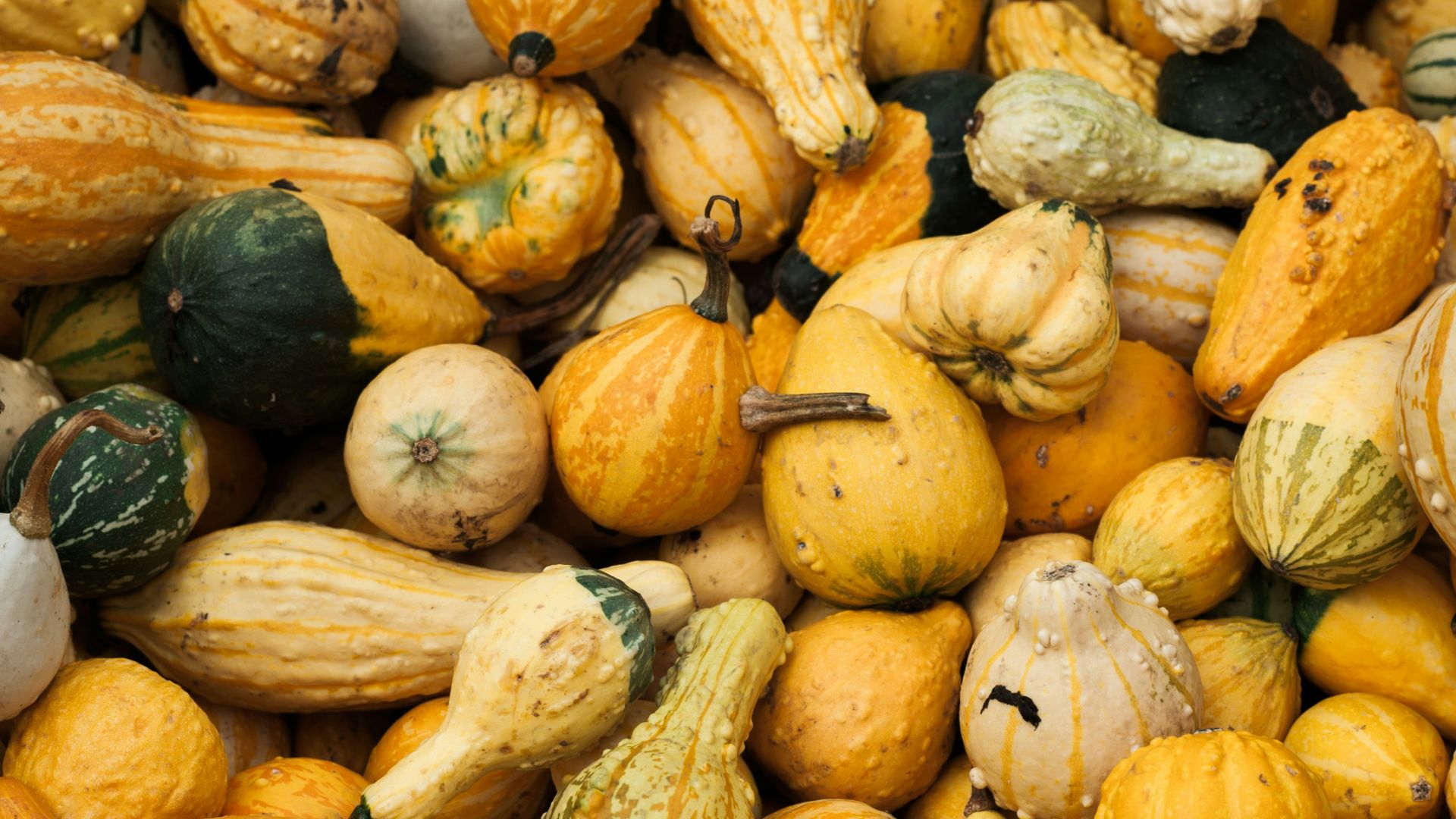 assorted-color gourds