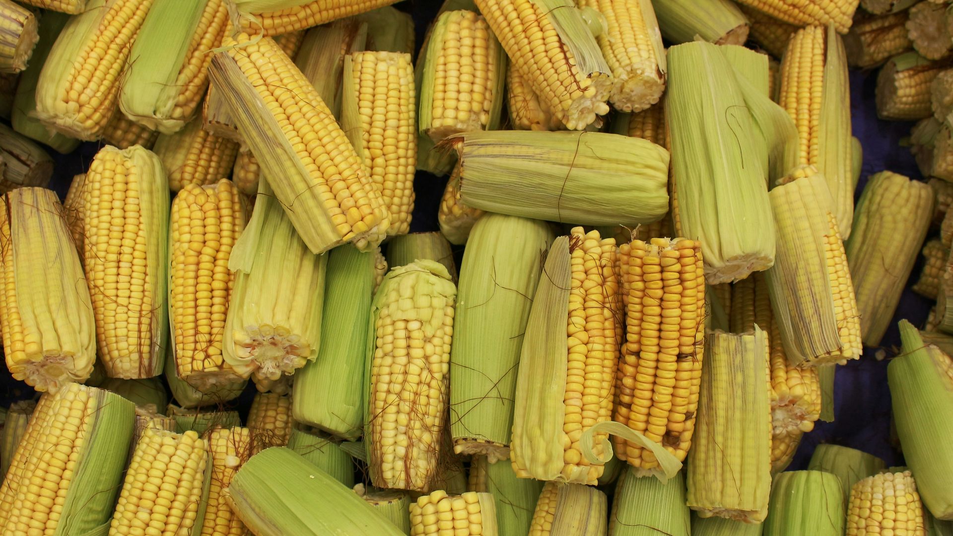 a pile of corn