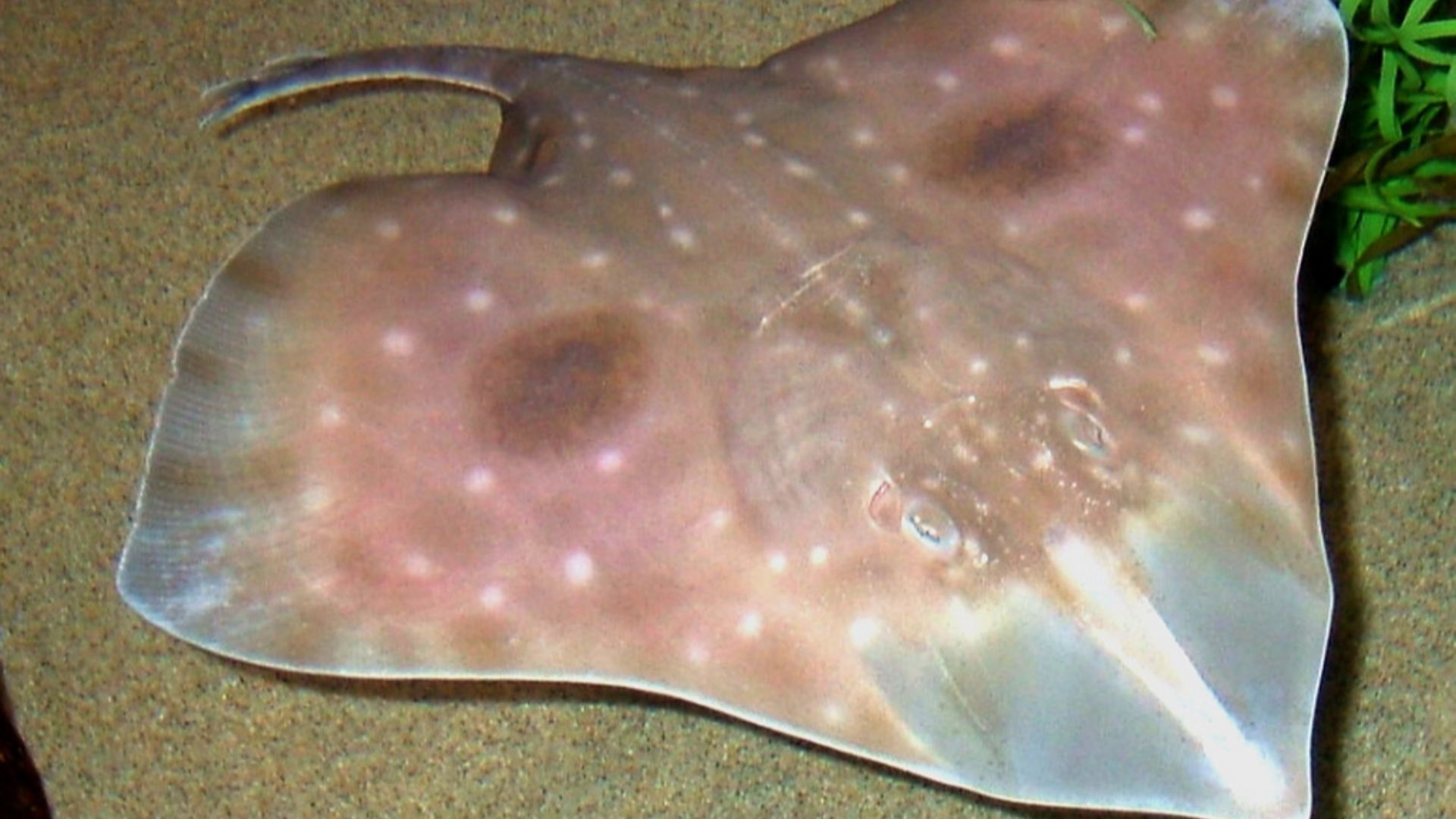 File:Big skate seaworld.jpg