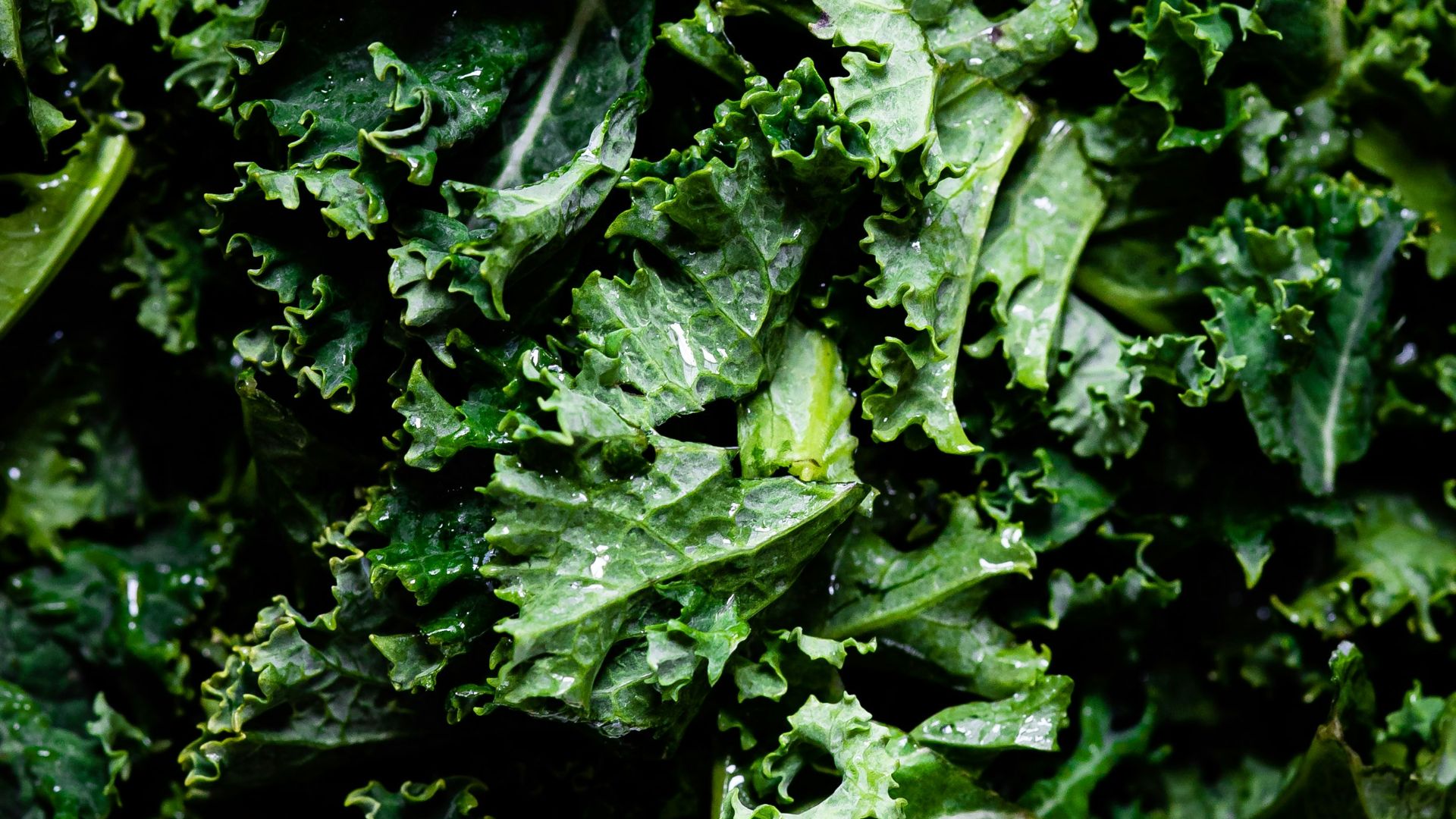 green leaves in macro lens