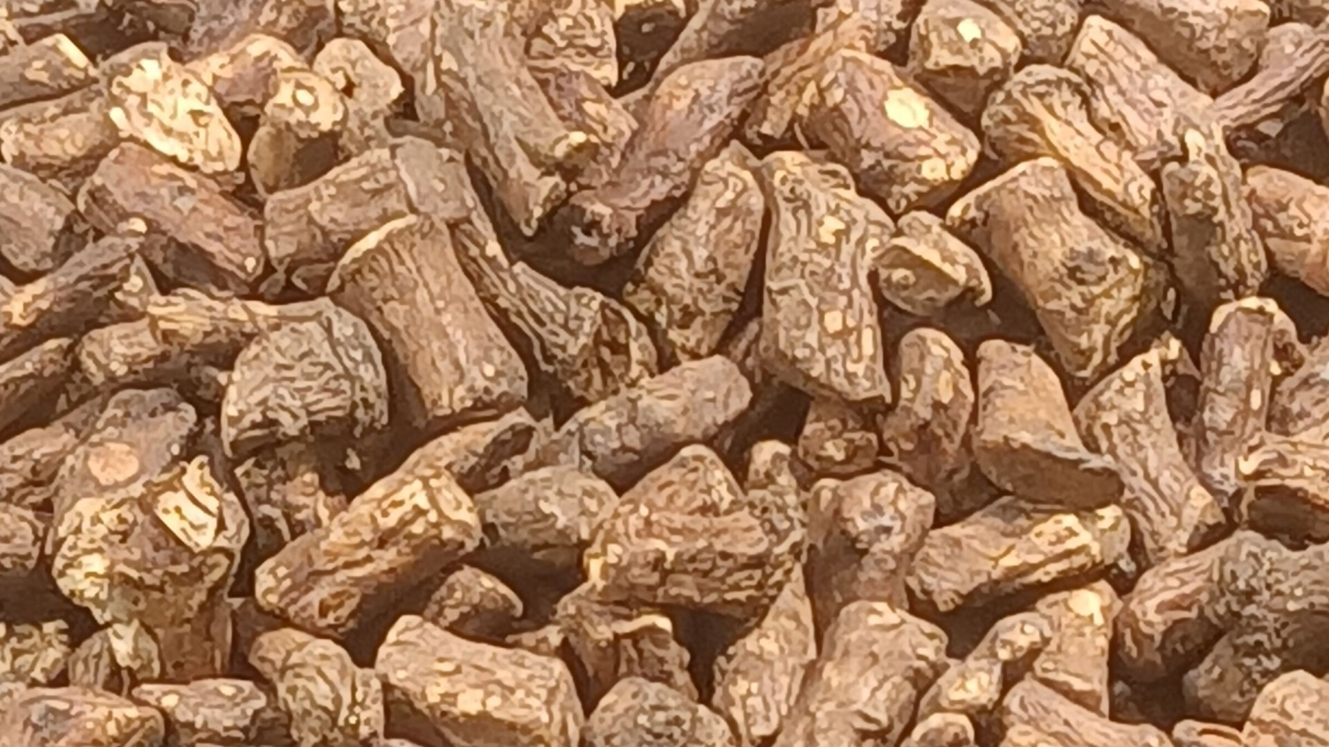 File:Dandelion root (1).jpg