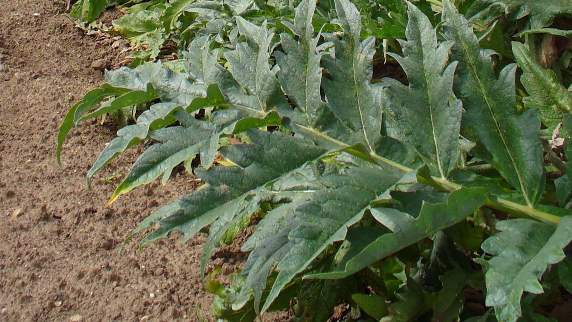 File:Cynara cardunculus 005.JPG