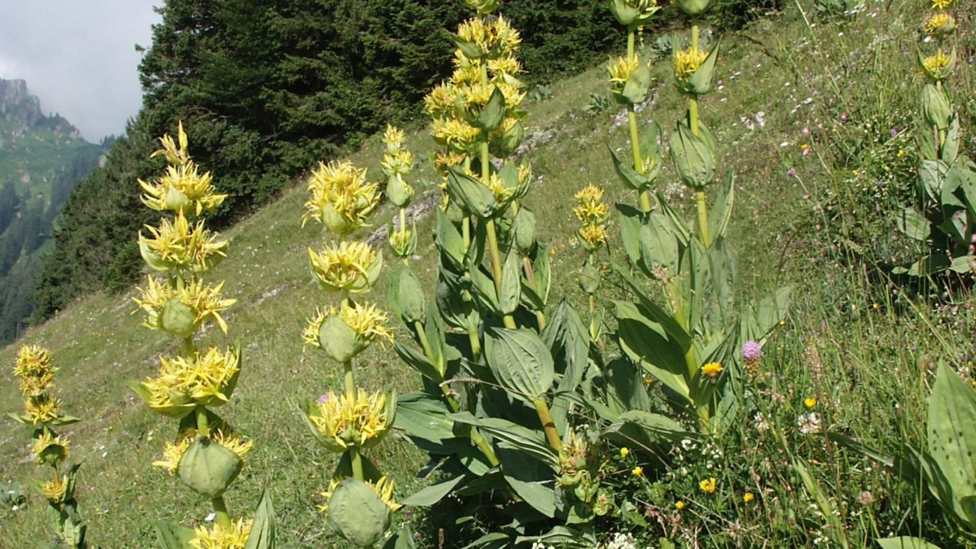 File:Gentiana lutea 090705.jpg