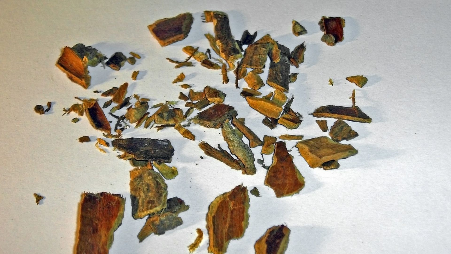 File:Rhamni purshianae cortex 053229.jpg