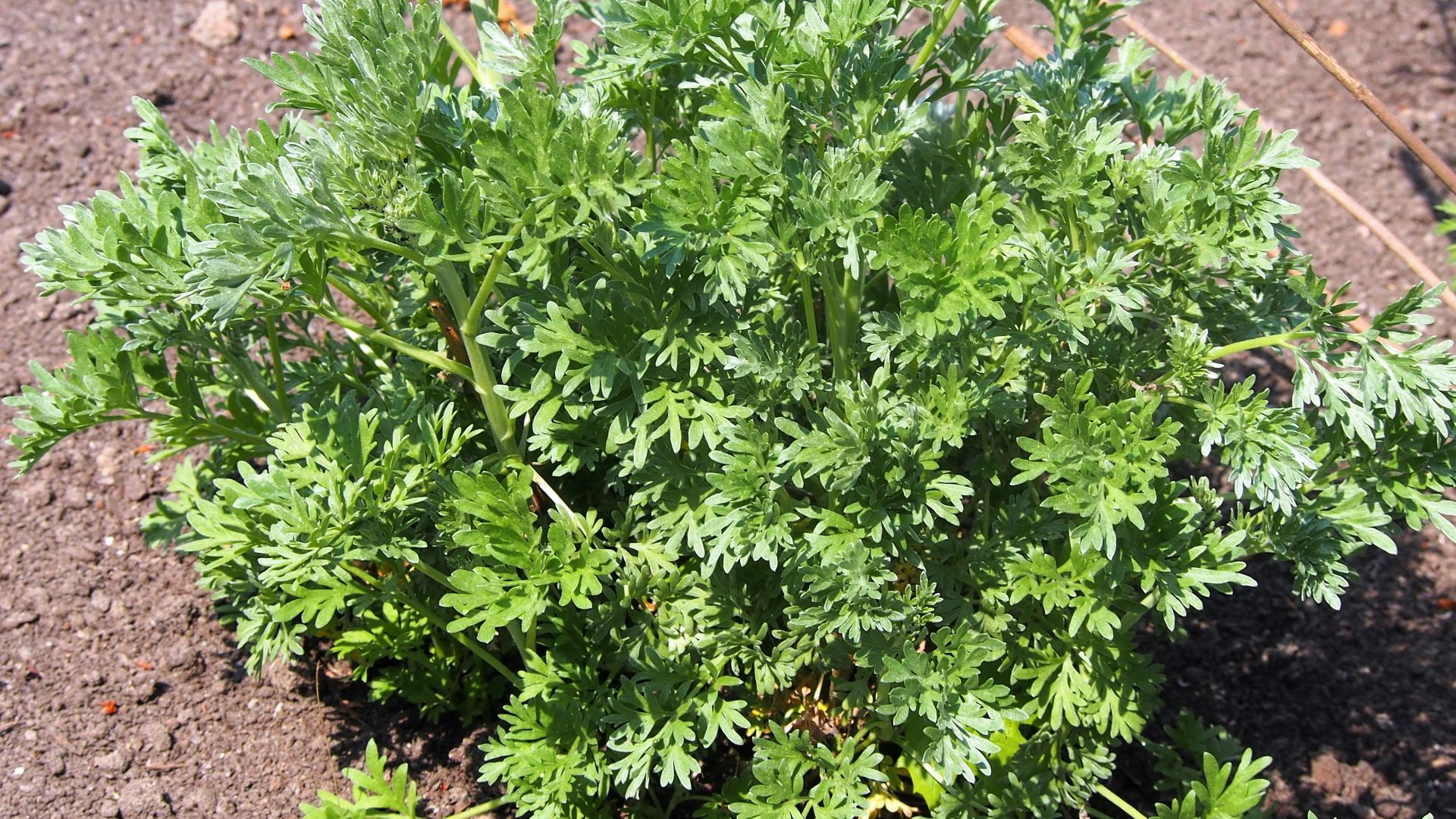 File:Artemisia absinthium Bylica piołun 2022-05-03 04.jpg