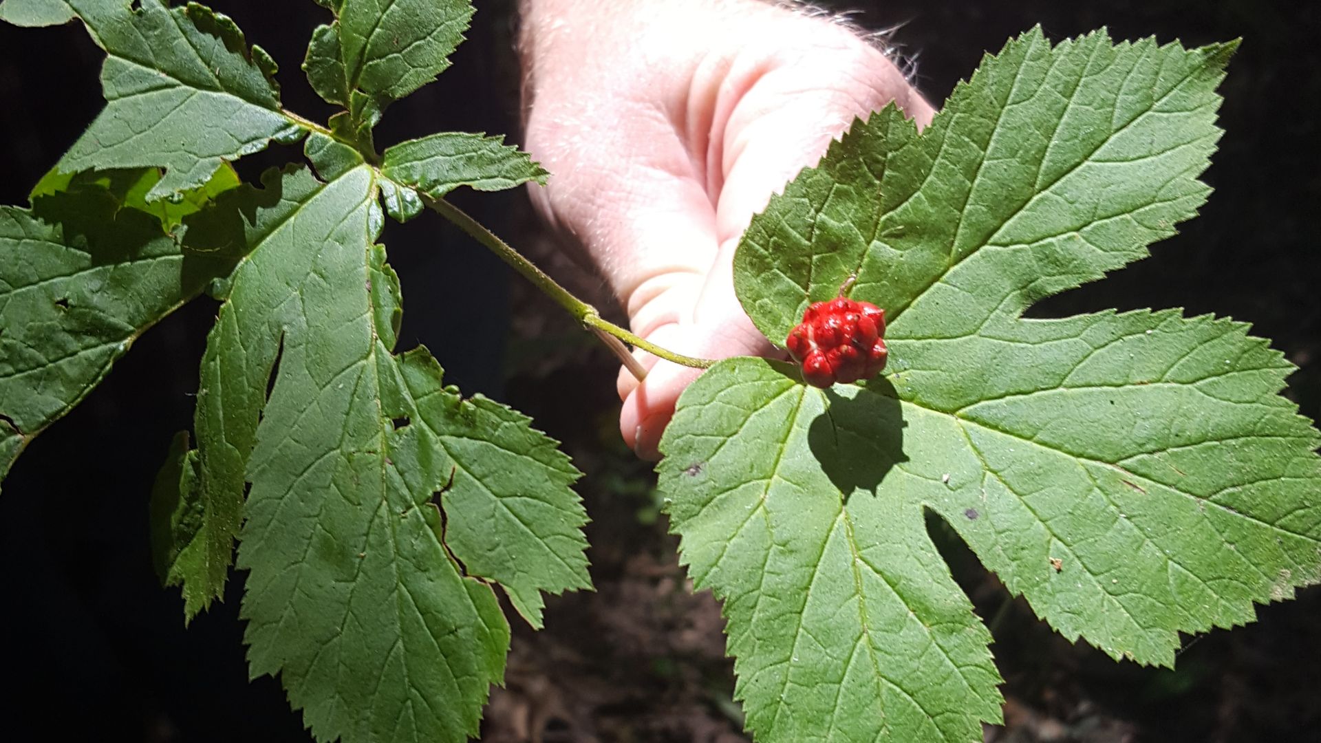 File:Goldenseal (cropped).jpg