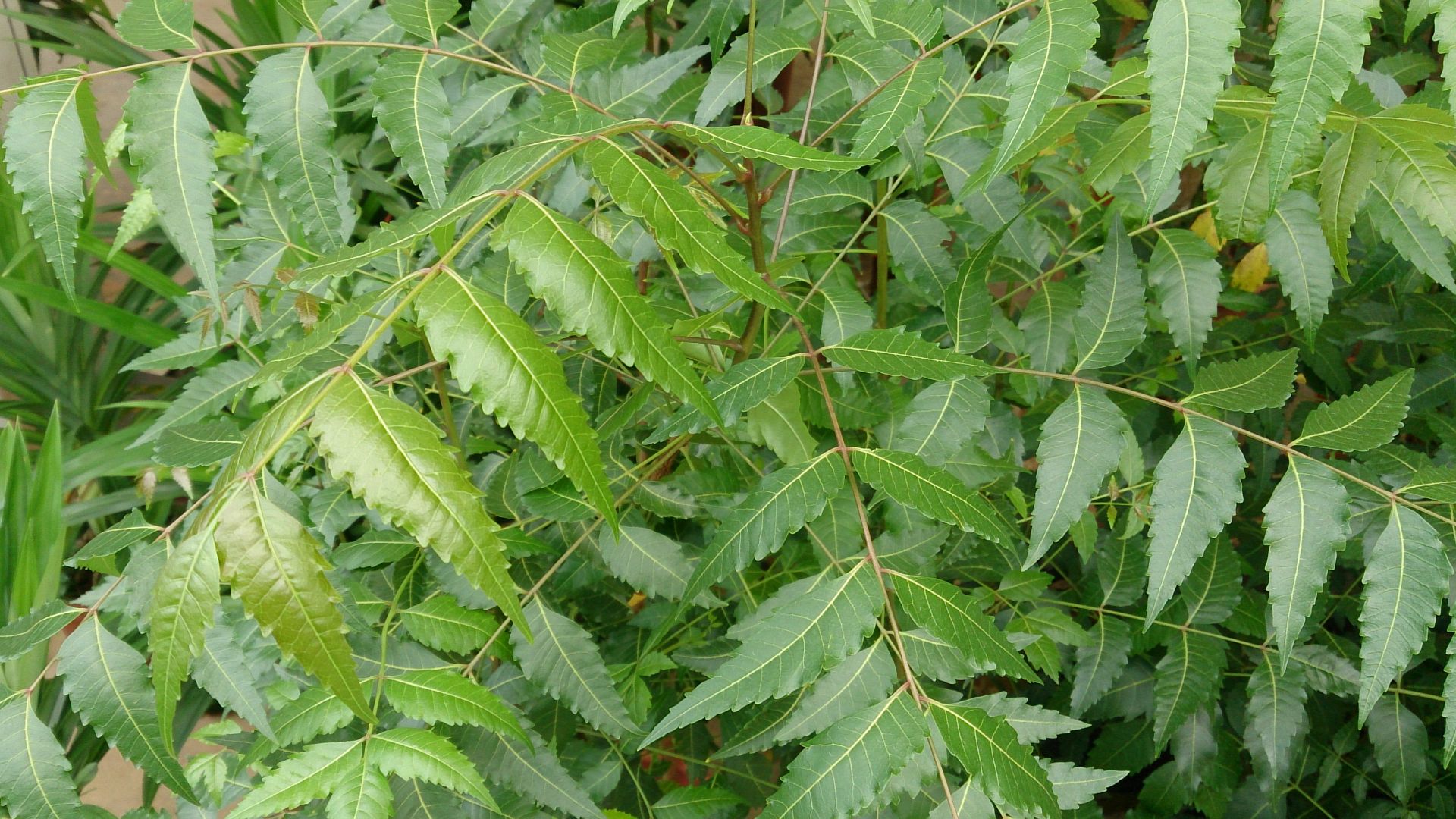 File:Neem Tree (Azadirachta indica) 1.jpg