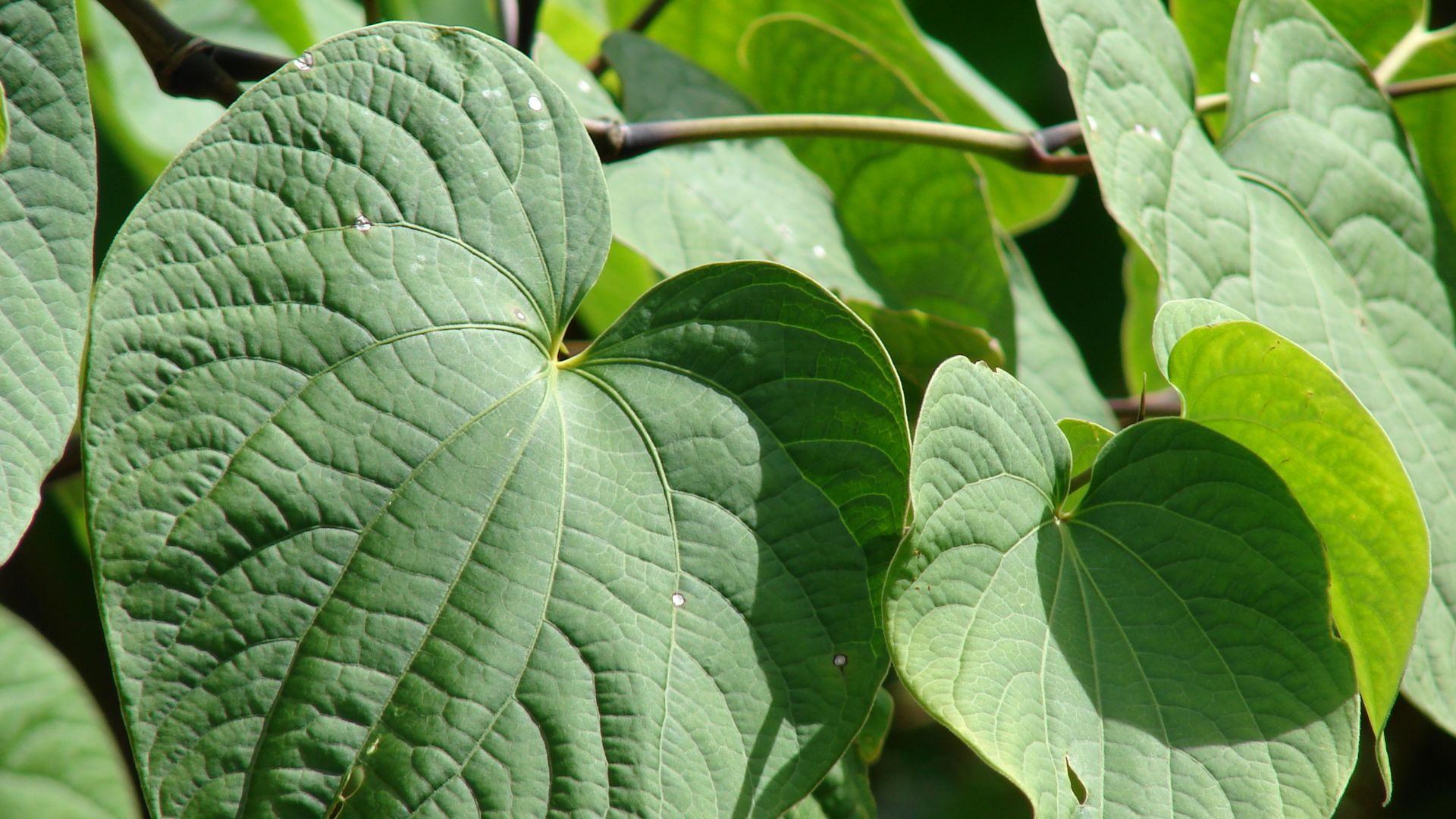 File:Starr 070515-7054 Piper methysticum.jpg