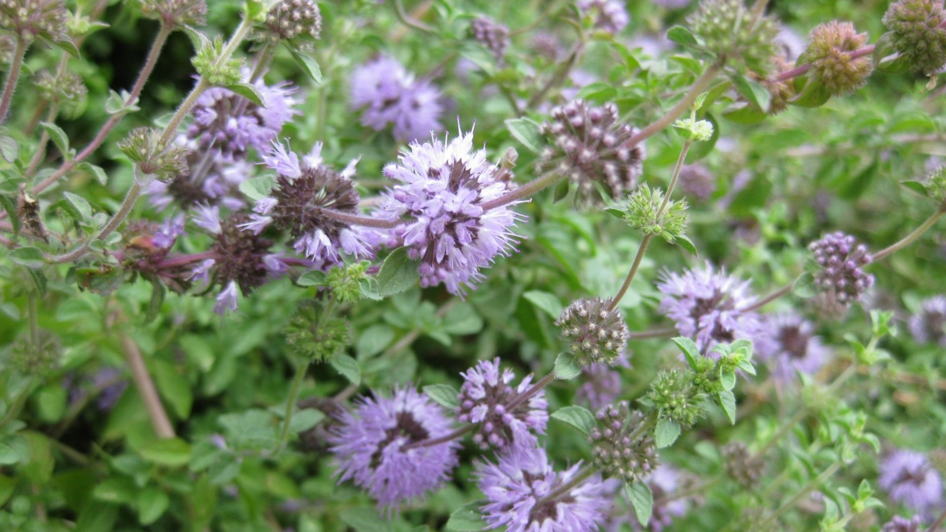 File:Gardenology.org-IMG 2751 rbgs11jan.jpg