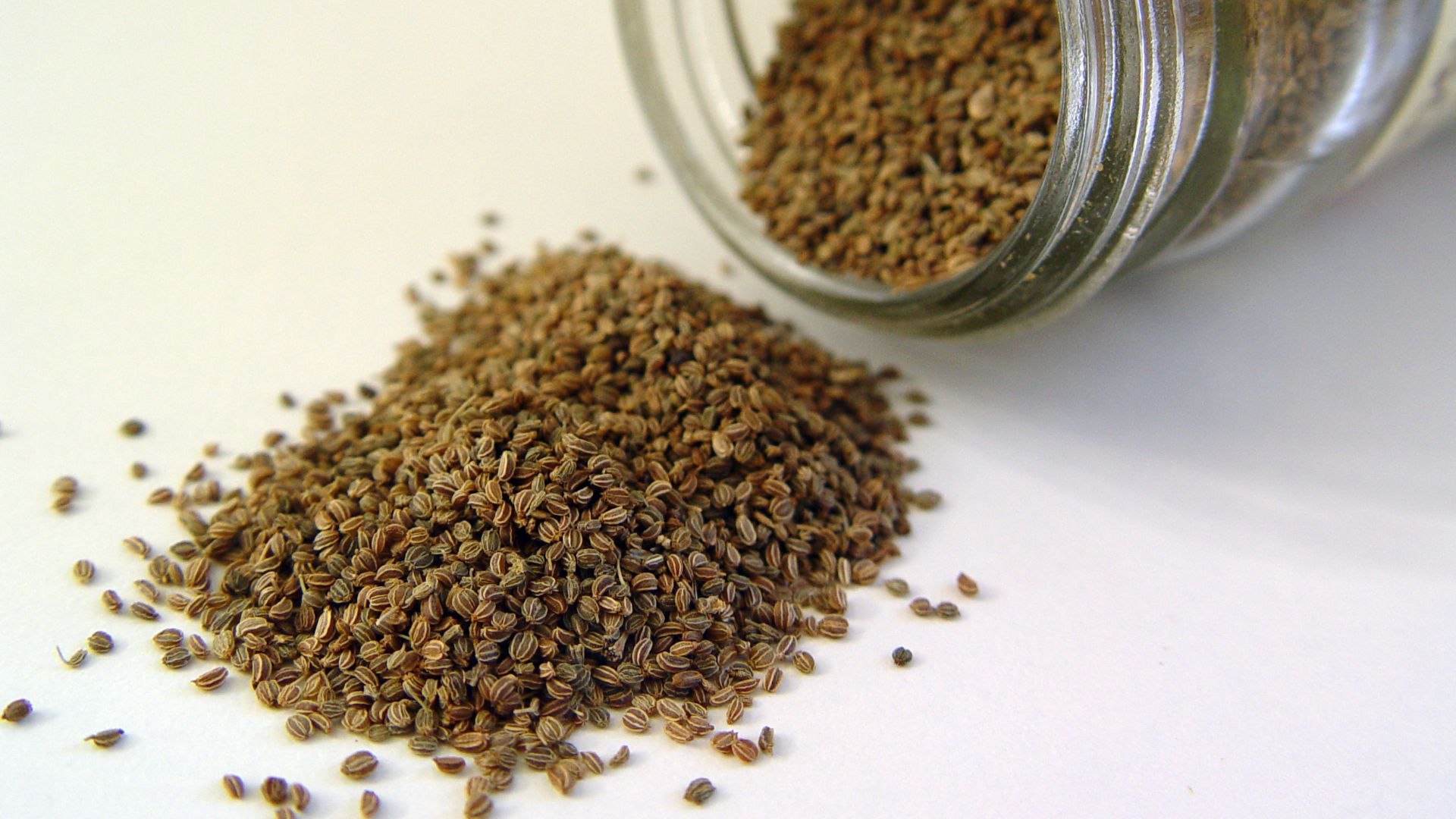 File:Celery seed.jpg