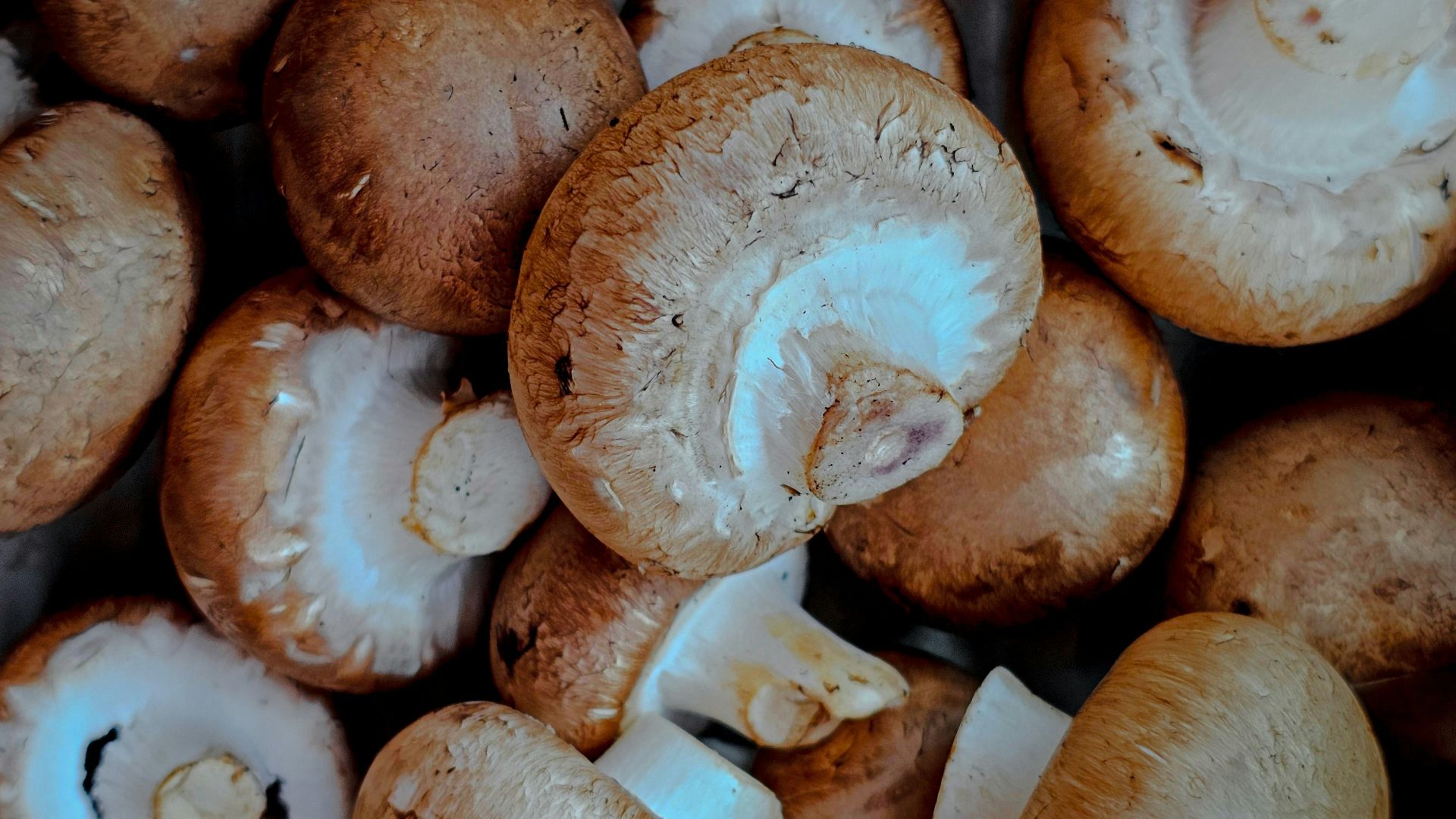 A bunch of mushrooms sitting on top of a table