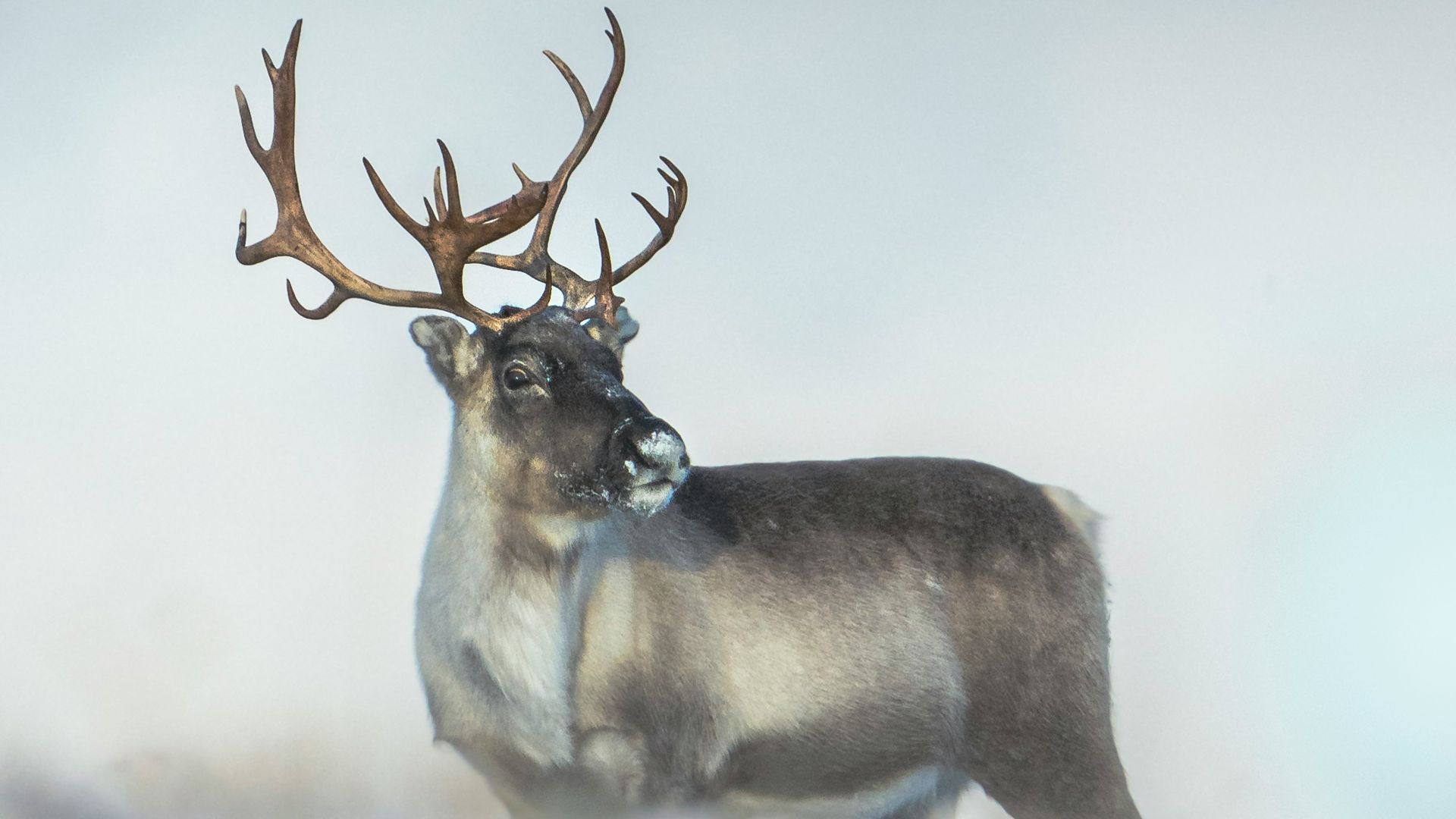 A deer with antlers standing in the snow
