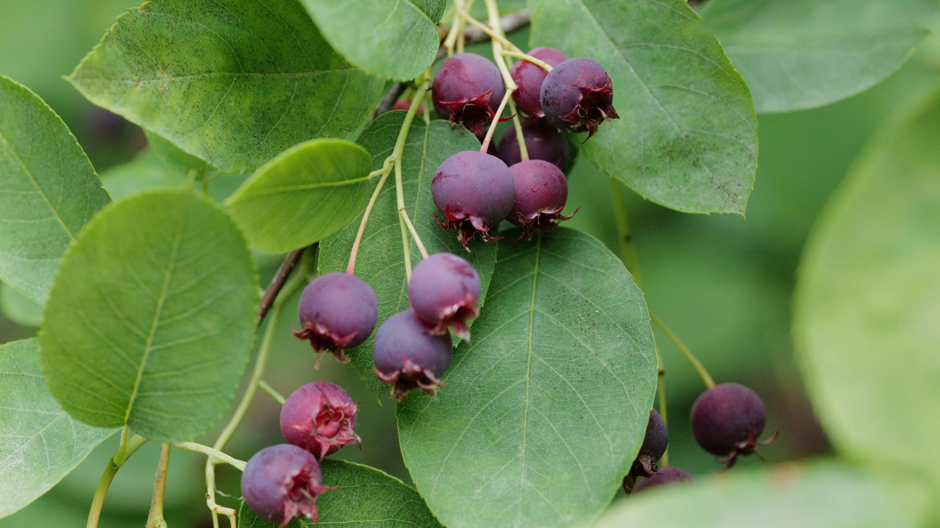 red round fruits on green leaves