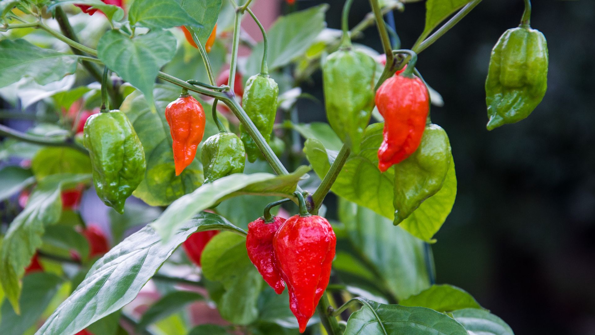 File:Bhut-Jolokia-pc.jpg