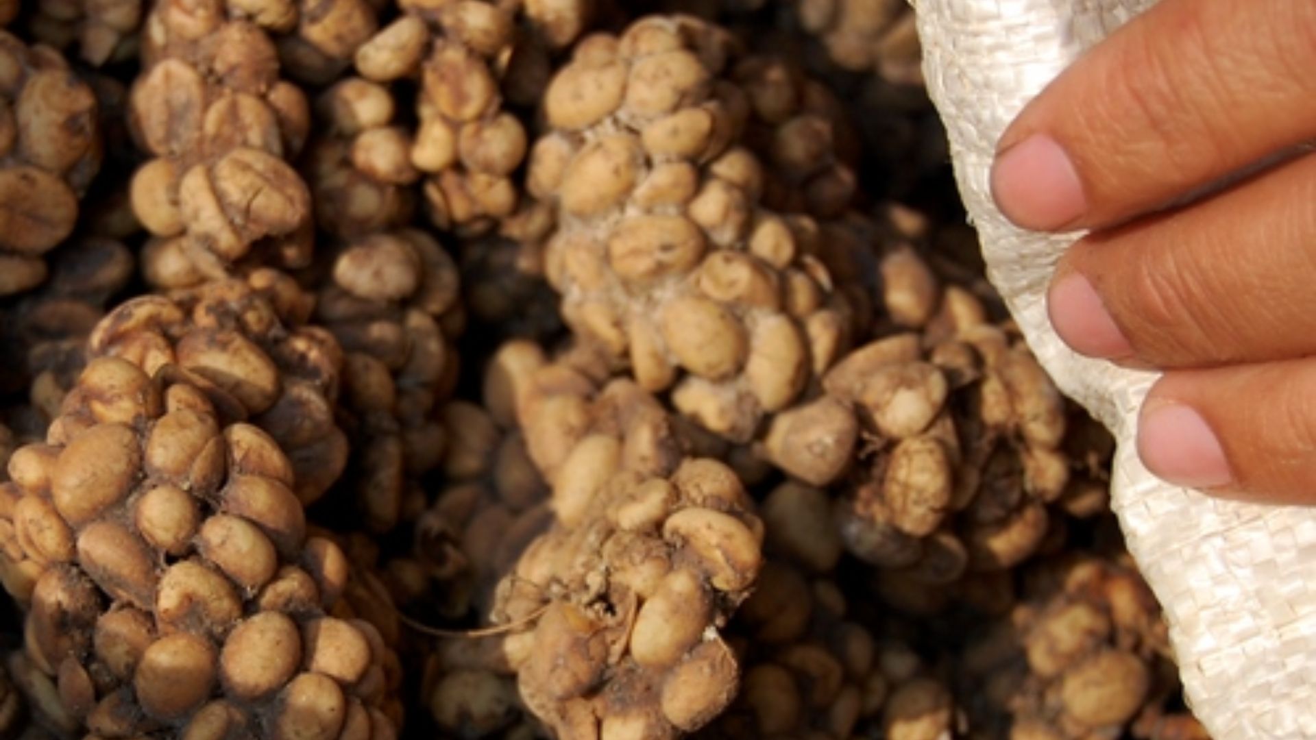 File:Kopi luwak 090910-0075 lamb.JPG