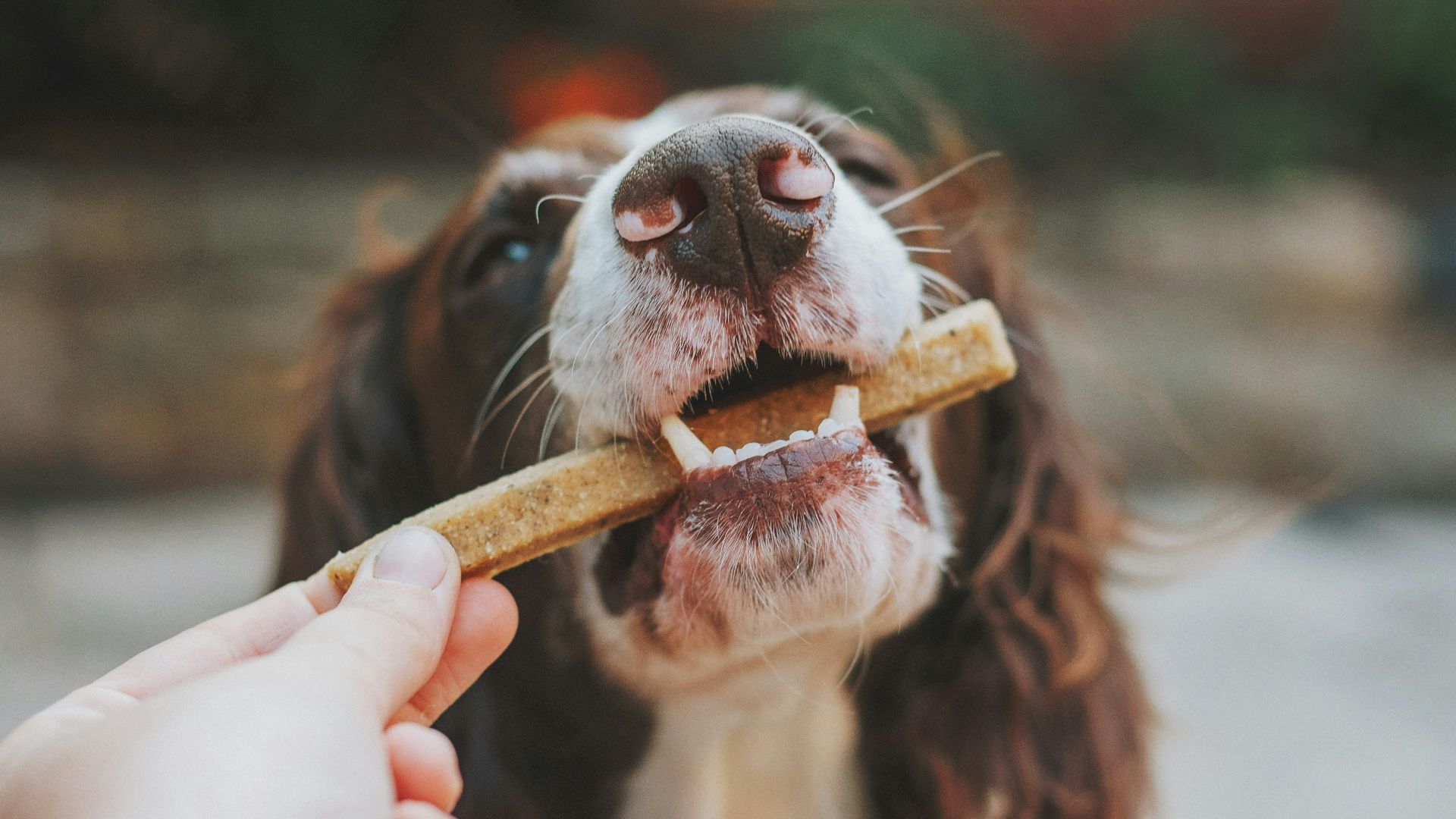 person holding brown wooden stick with white and black short coated dog