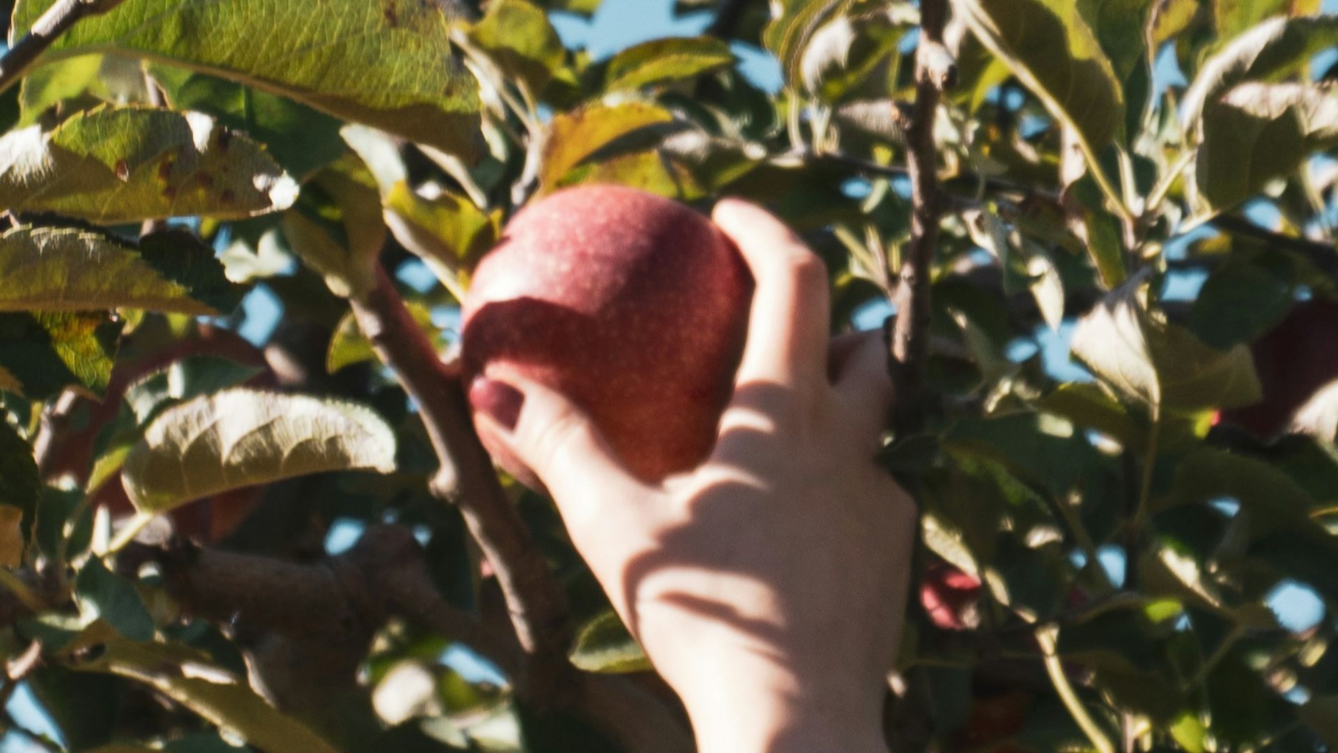A hand reaching up to pick an apple from a tree