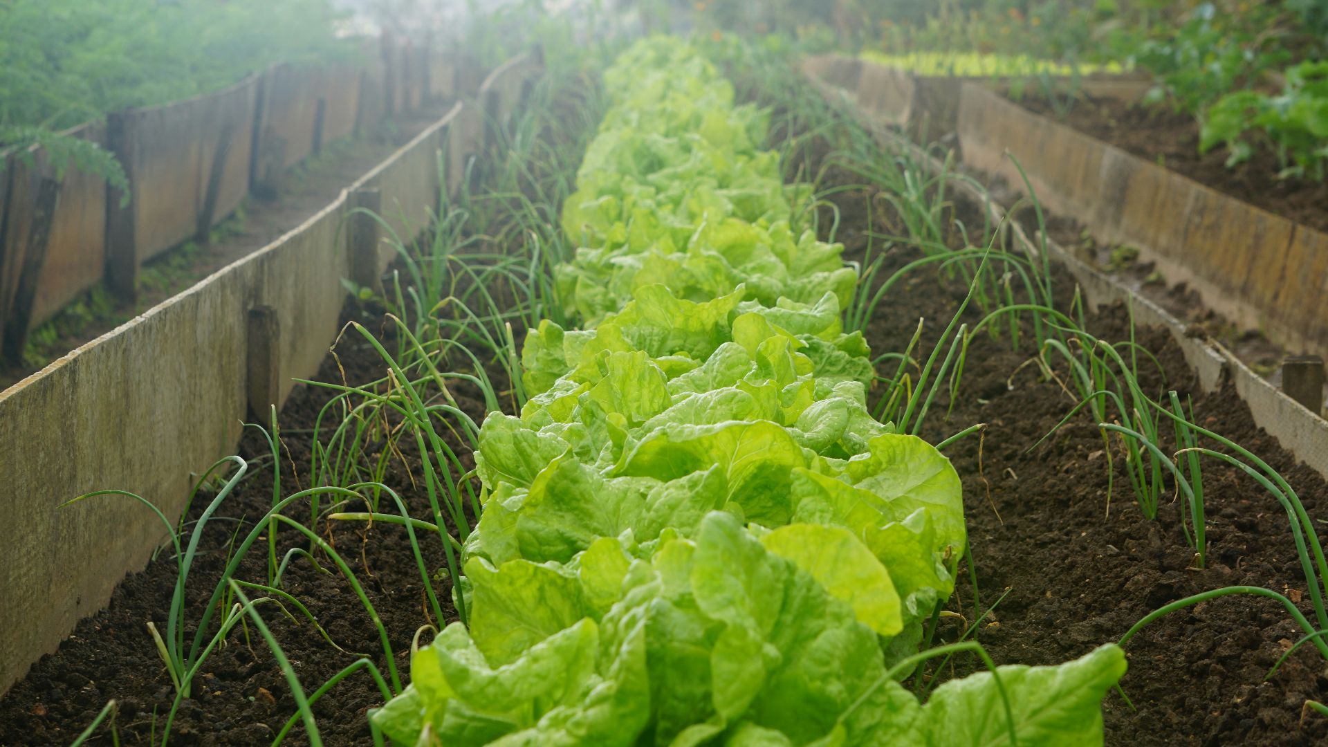 green leafed plants near trees
