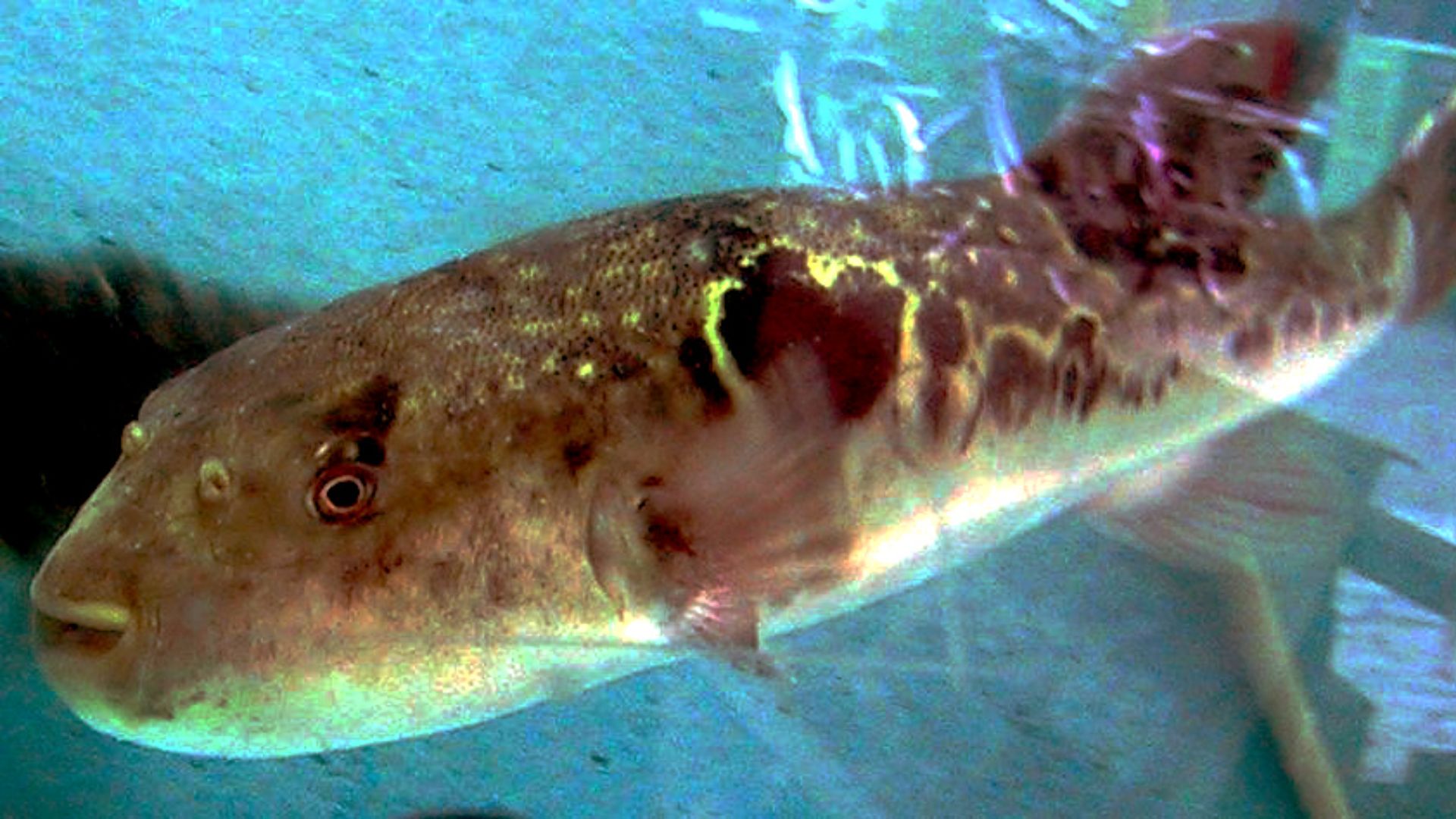 File:Fugu in Tank.jpg