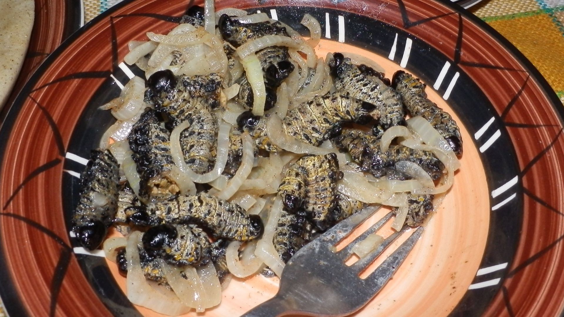 File:Mopane-Raupen gekocht.JPG