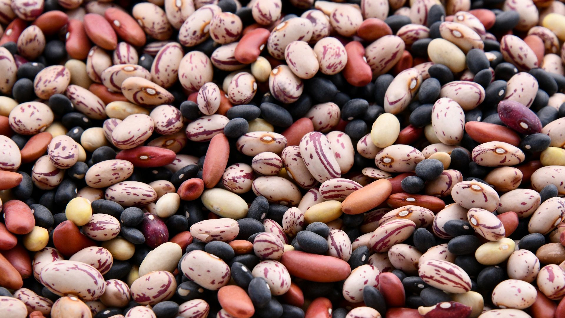 assorted-colored bean lot