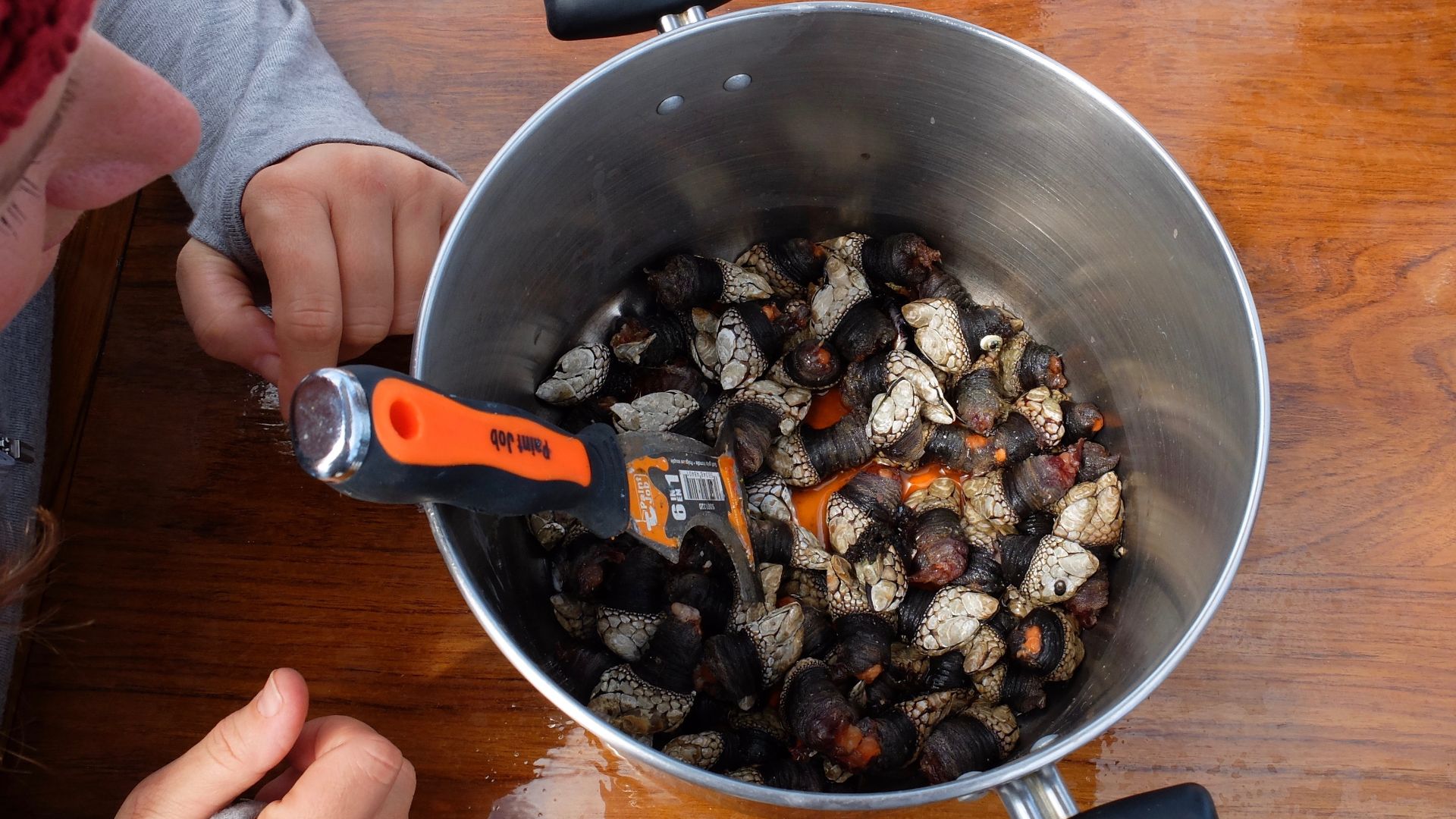 File:Gooseneck barnacles (26924764373).jpg