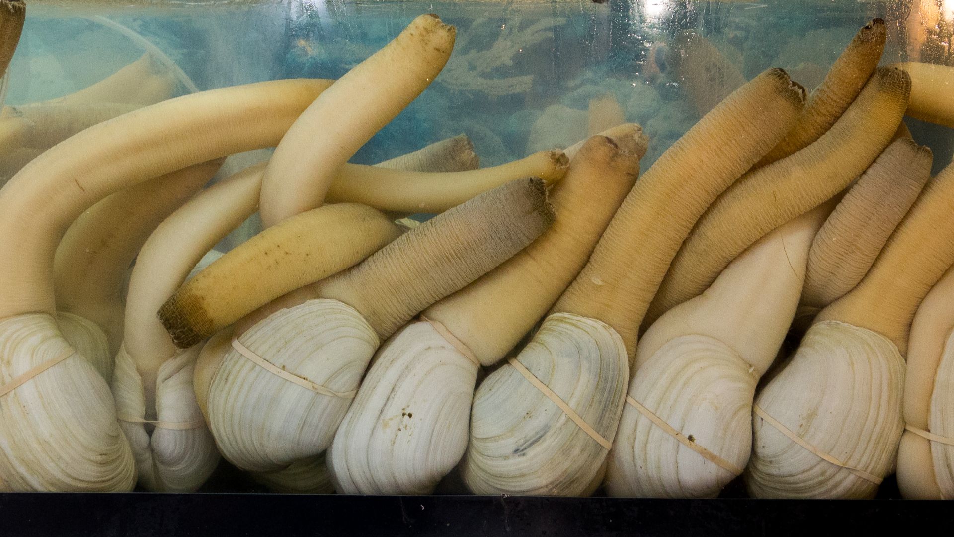 File:Almejas chiludas - Panopea Generosa.jpg