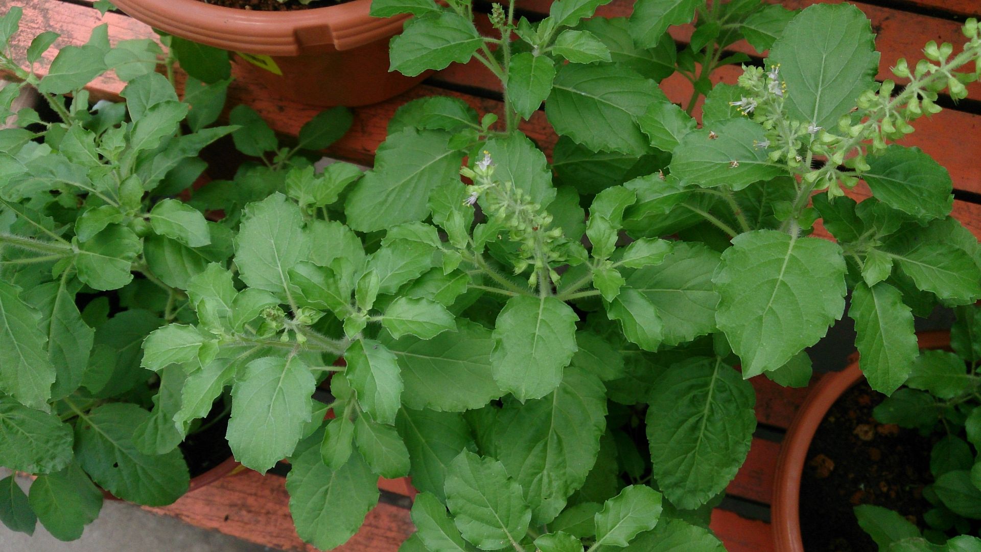 File:Holy Basil (Ocimum tenuiflorum) 1.jpg