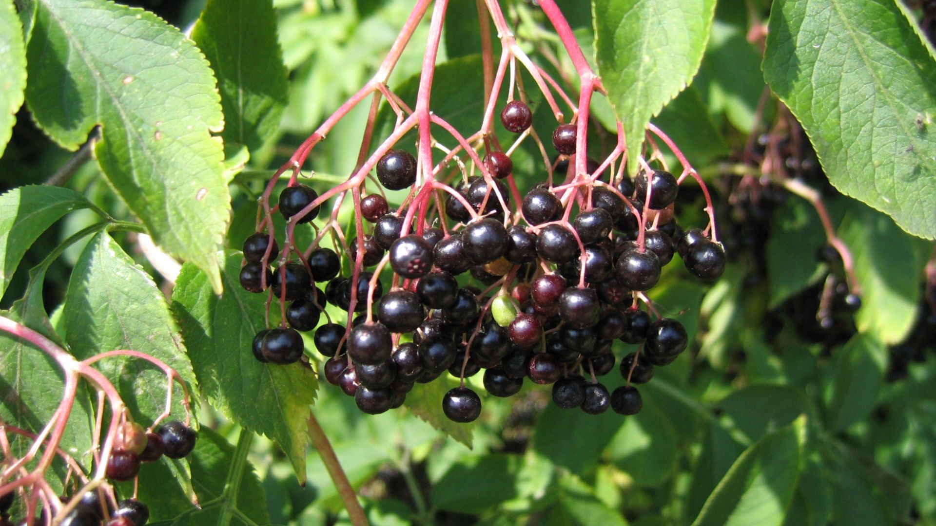 File:Sambucus nigra-fruit001.jpg