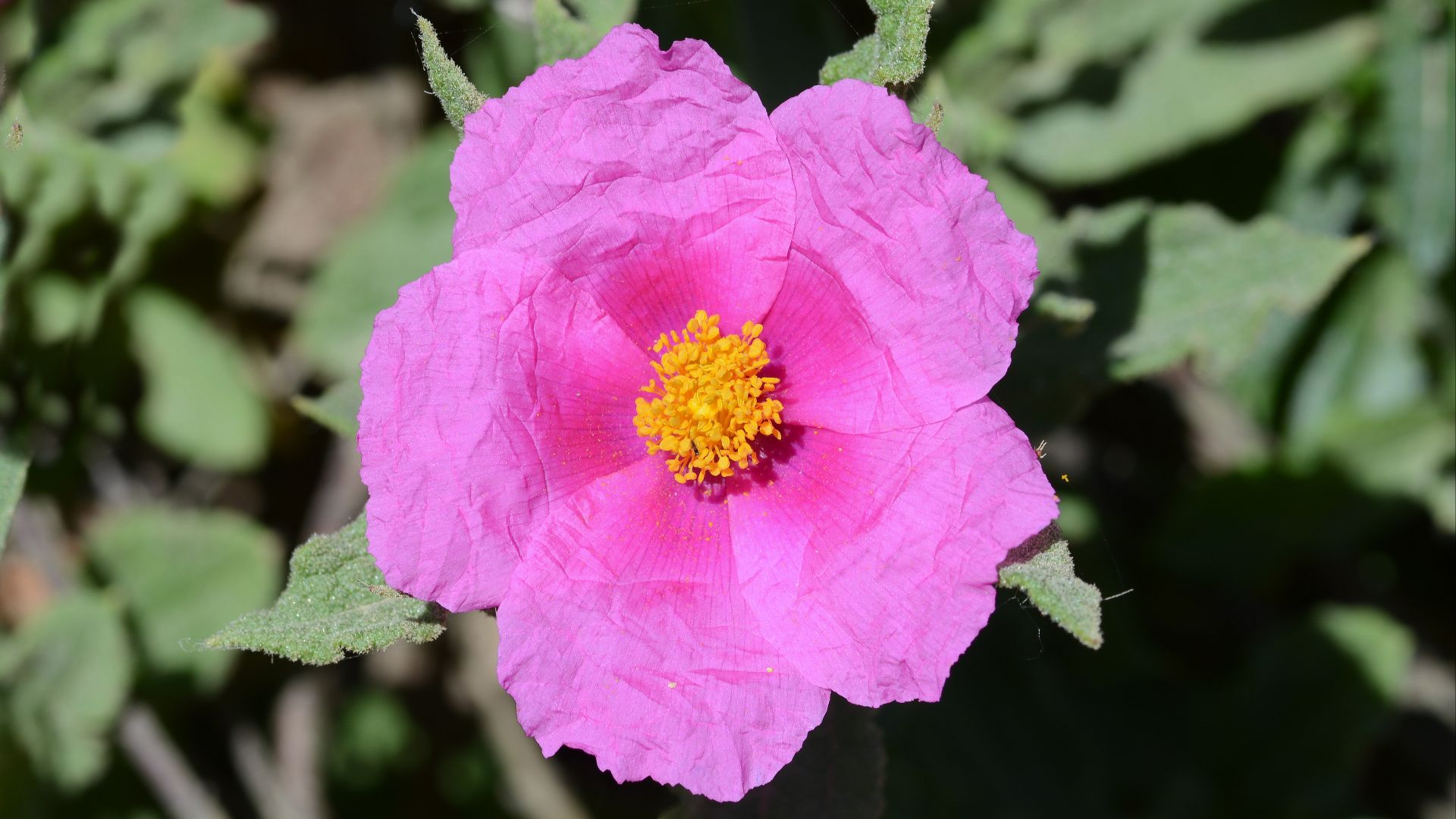 File:Cistus May 2014-5.jpg