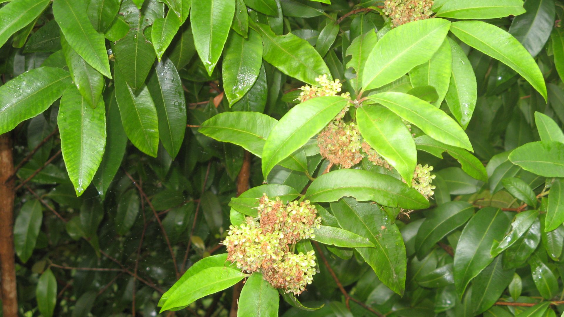 File:Lemon myrtle.JPG