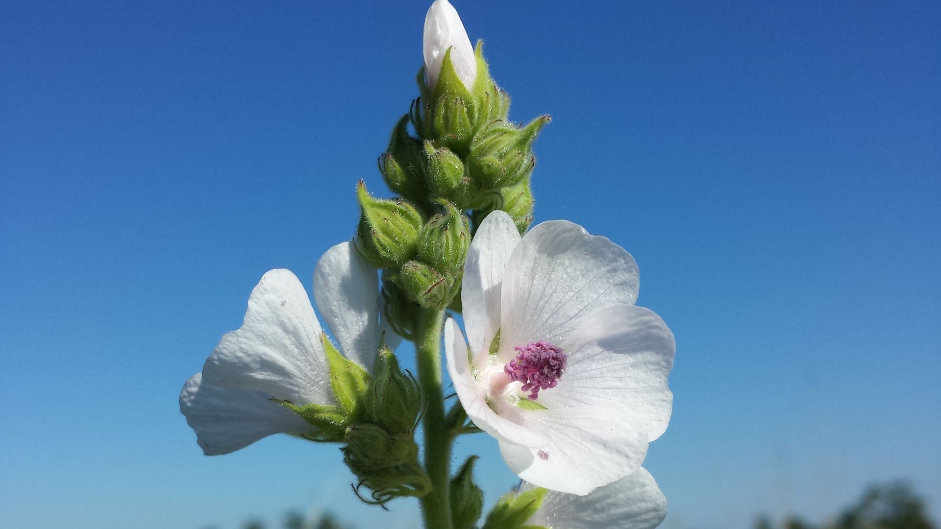 File:Althaea officinalis sl18.jpg
