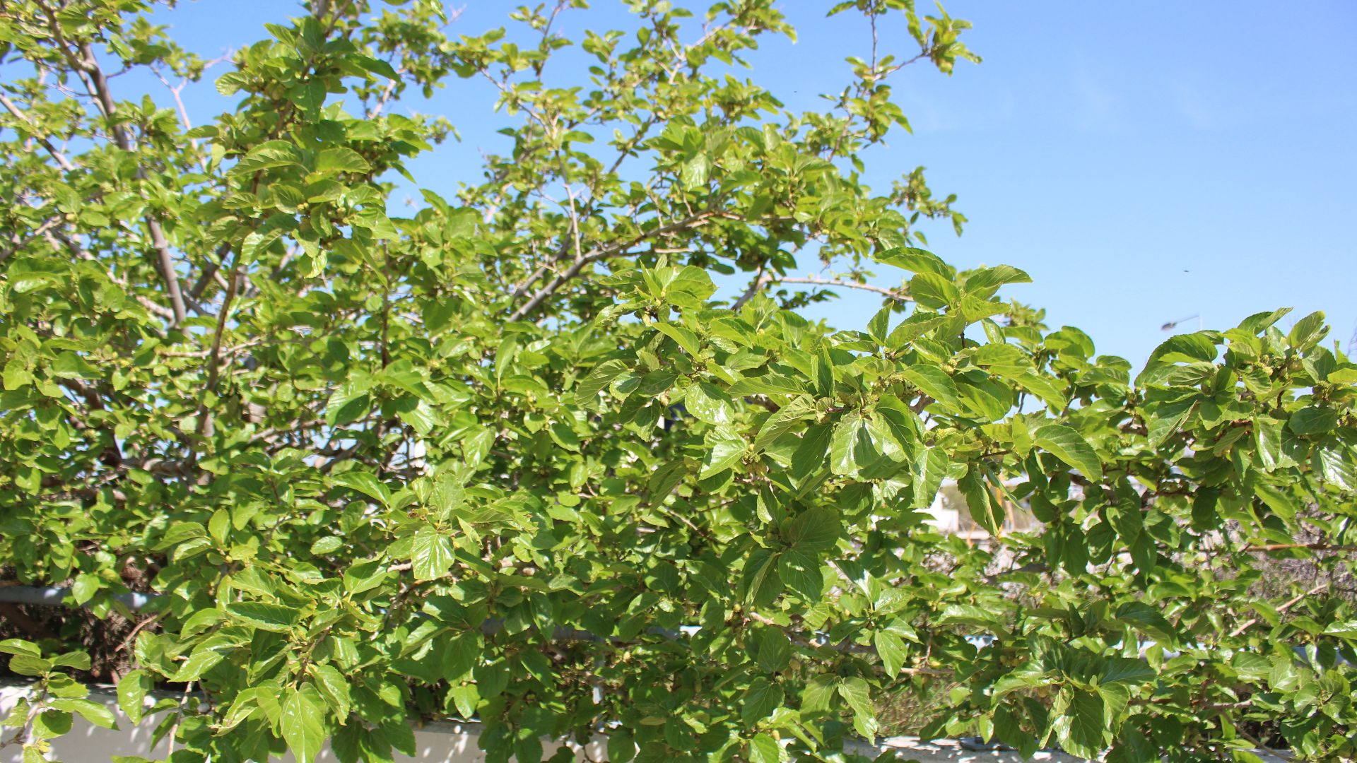 File:Rosales - Morus alba - 3.jpg