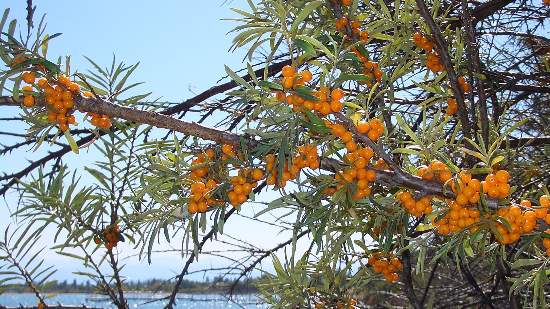 File:E8304-Kosh-Kol-sea-buckthorn.jpg