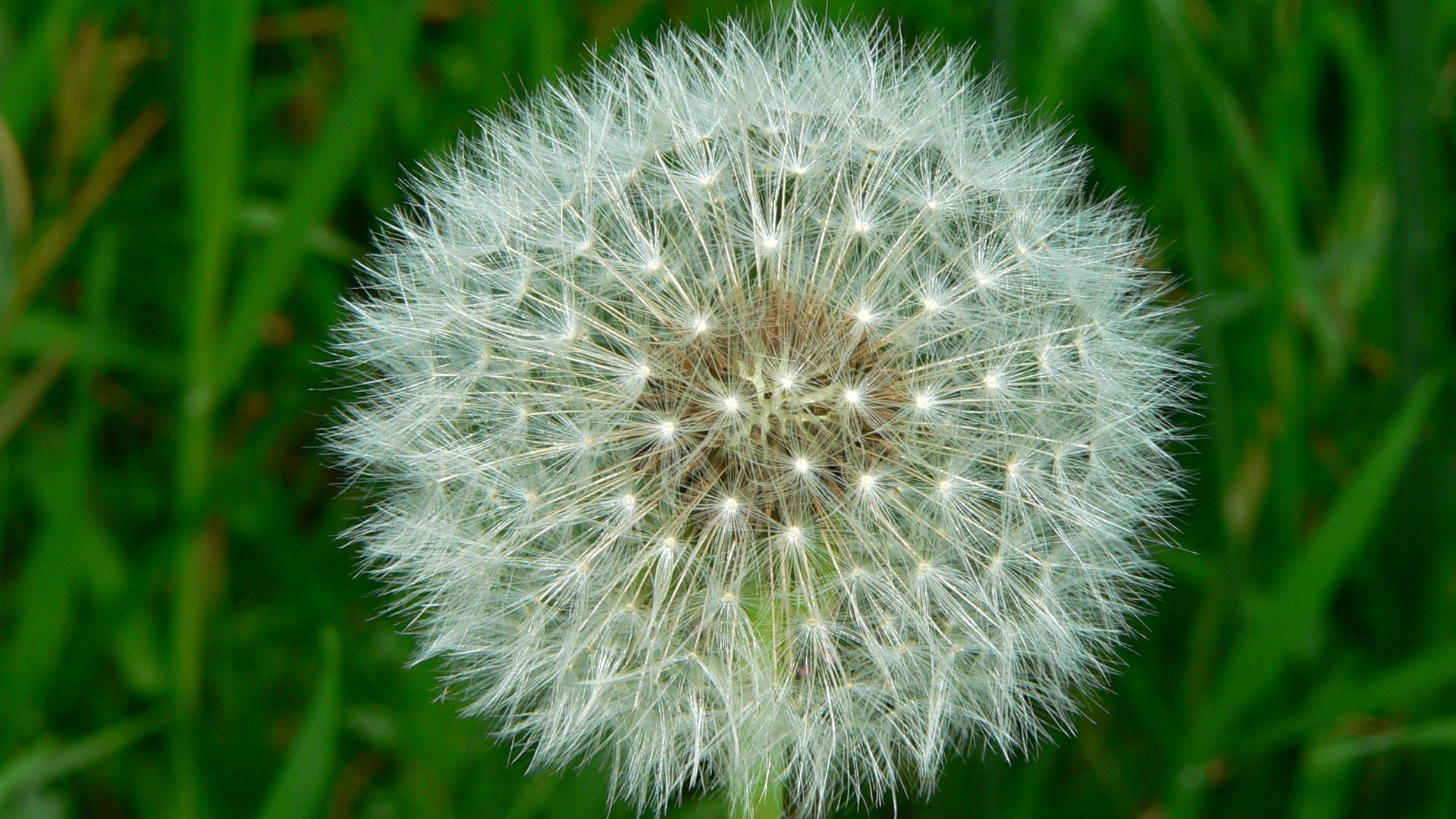 File:TaraxacumOfficinaleSeed.JPG