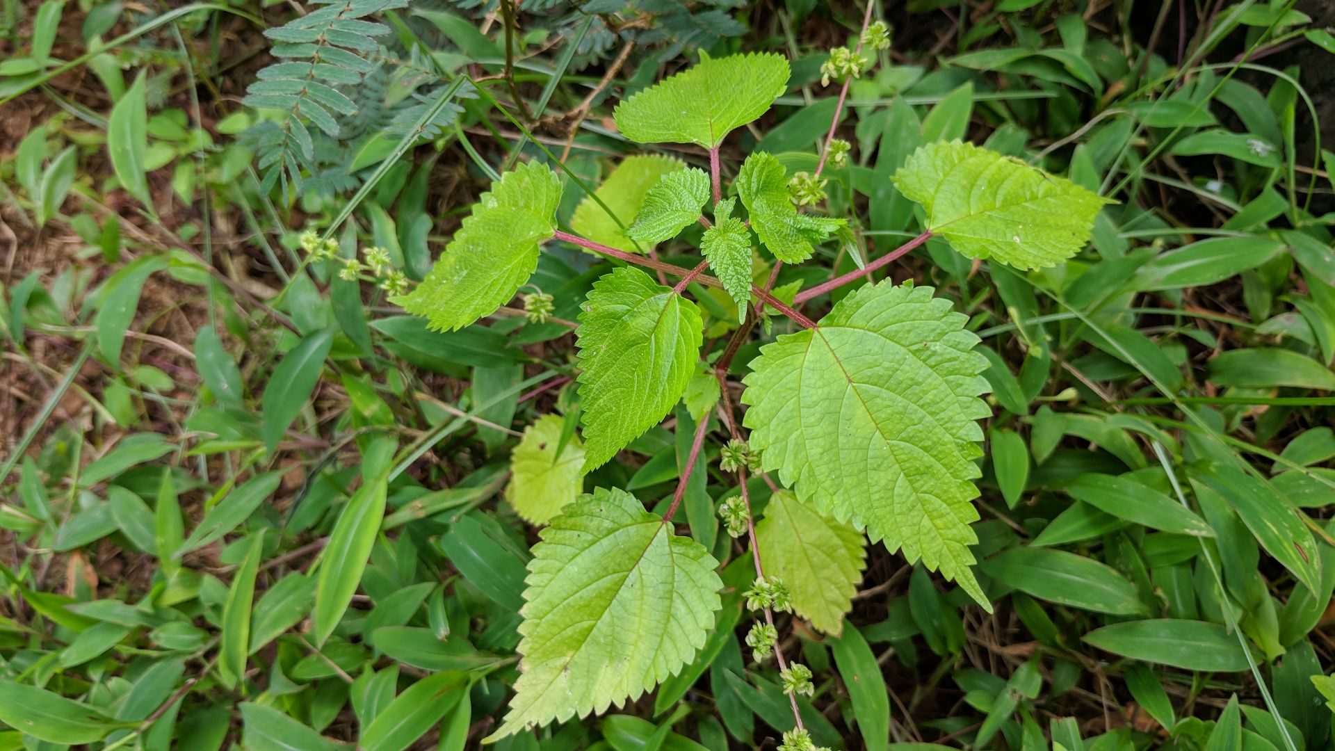 File:Laportea interrupta 20180825 114210.jpg