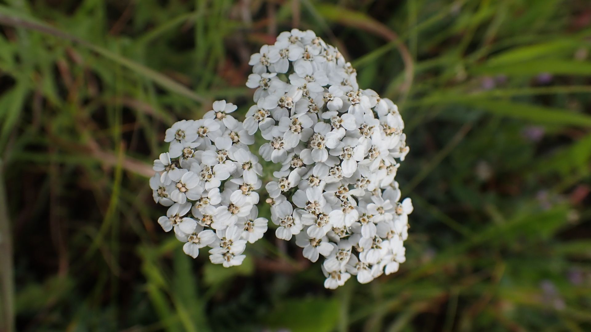 File:Achillea millefolium 104057976.jpg