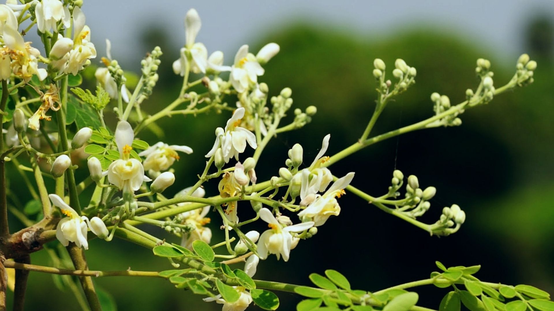 File:DrumstickFlower.jpg