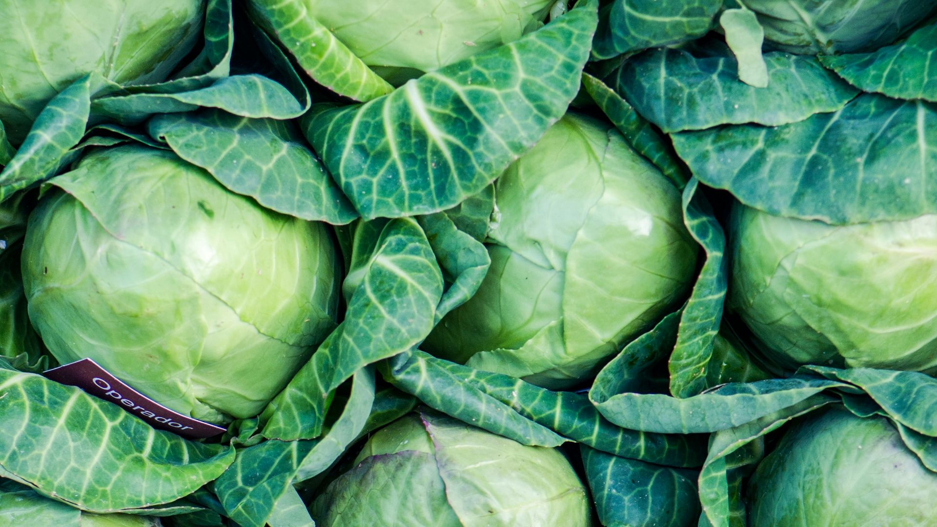 green leaves on brown soil
